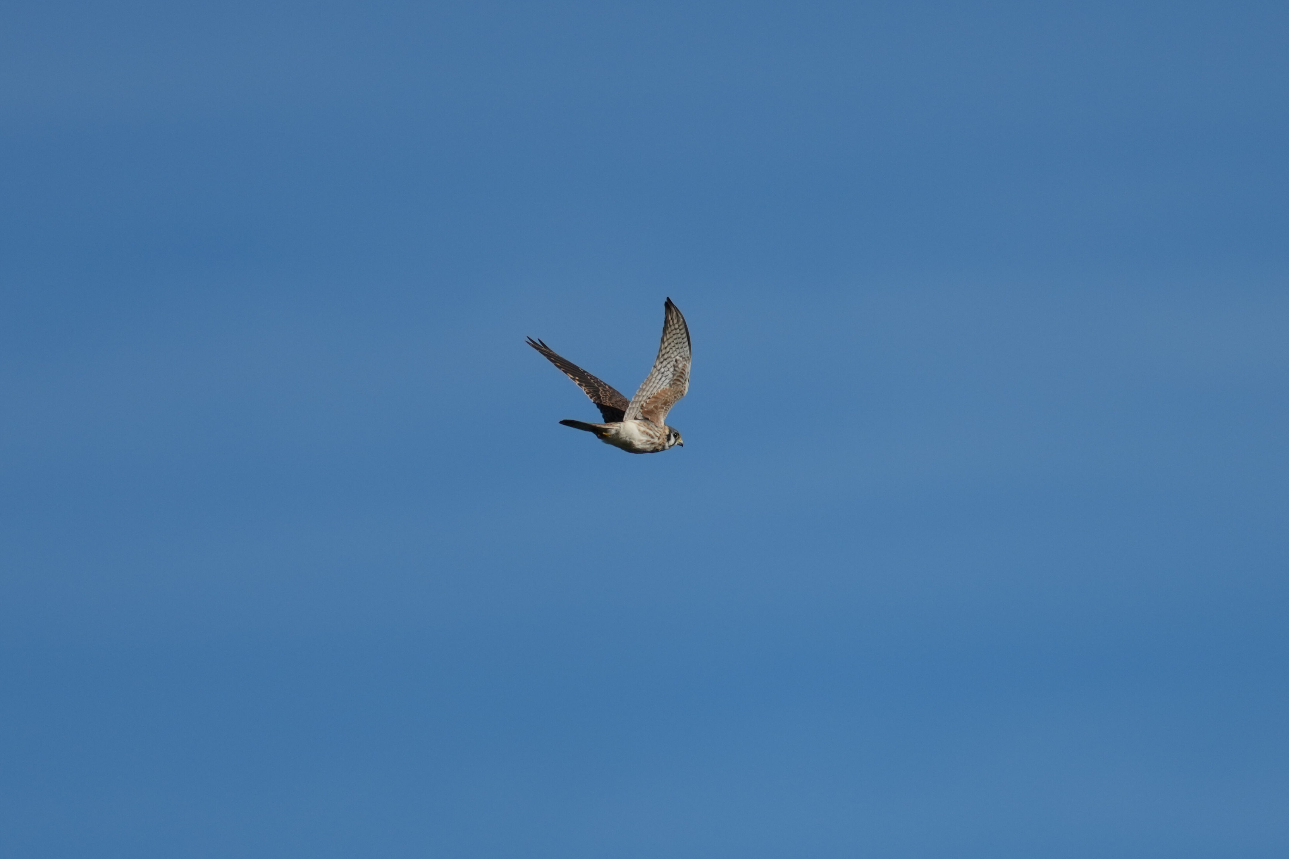 Point Reyes National Seashore - Tomales Point Trail