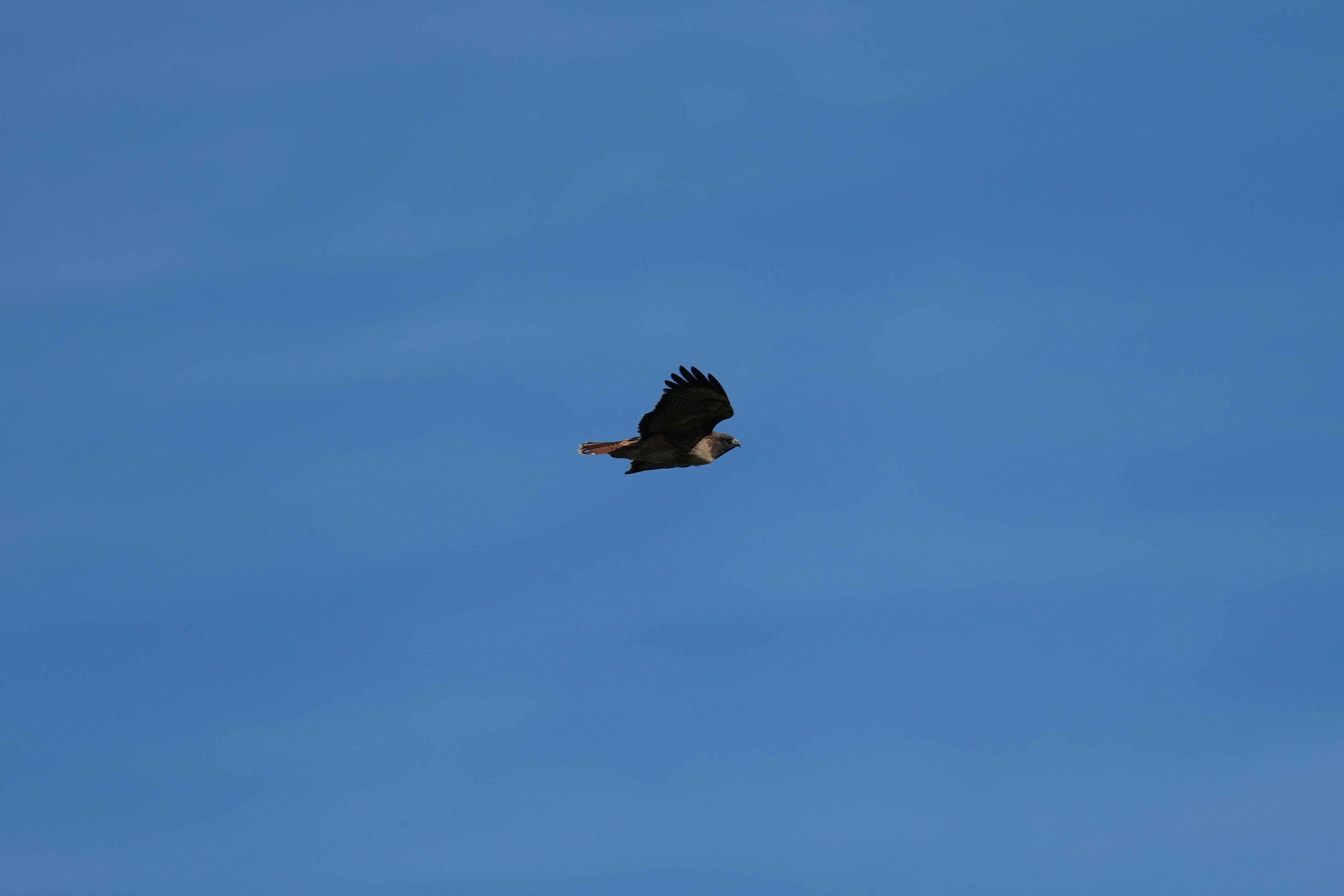 Point Reyes National Seashore - Tomales Point Trail