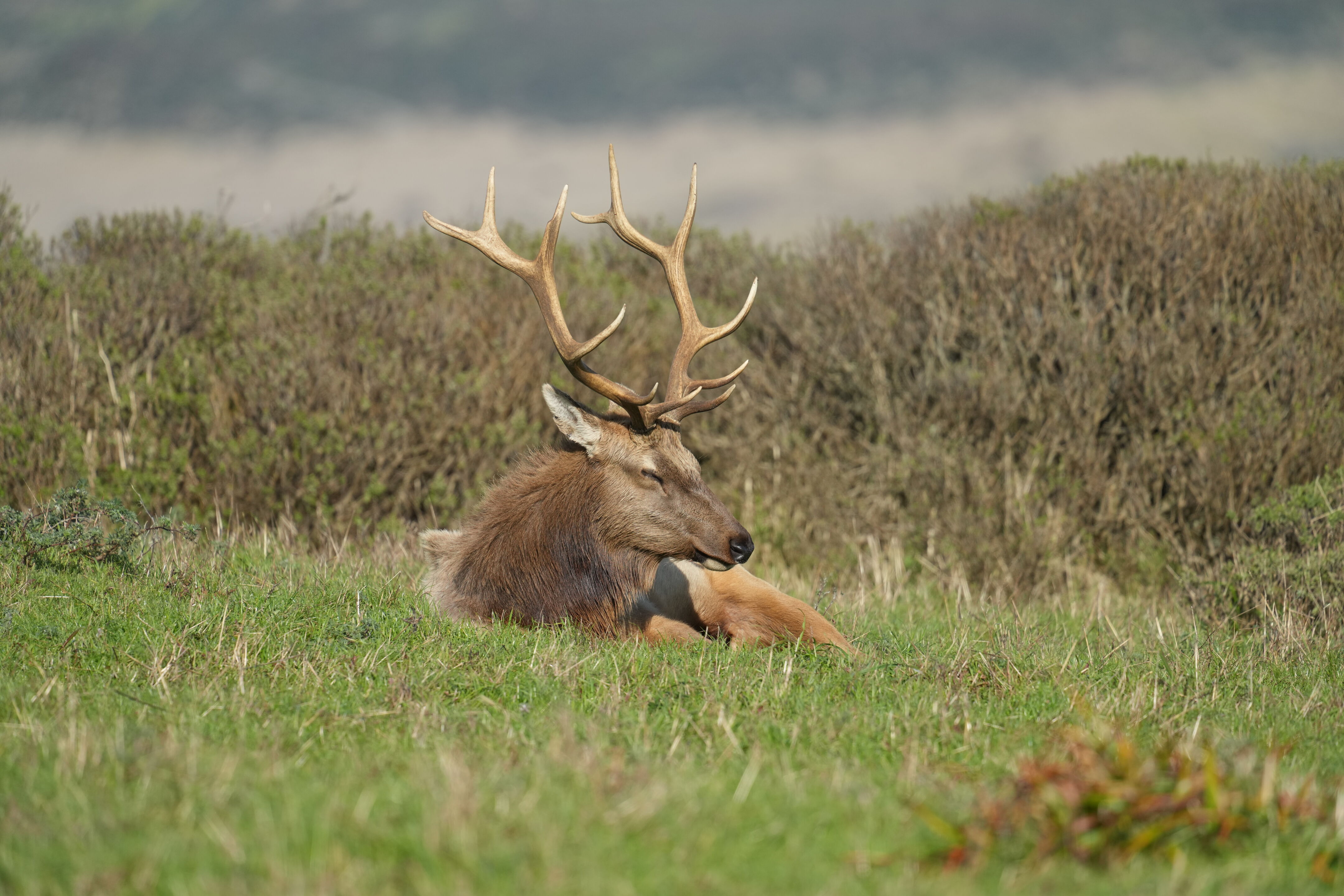 Point Reyes National Seashore - Tomales Point Trail
