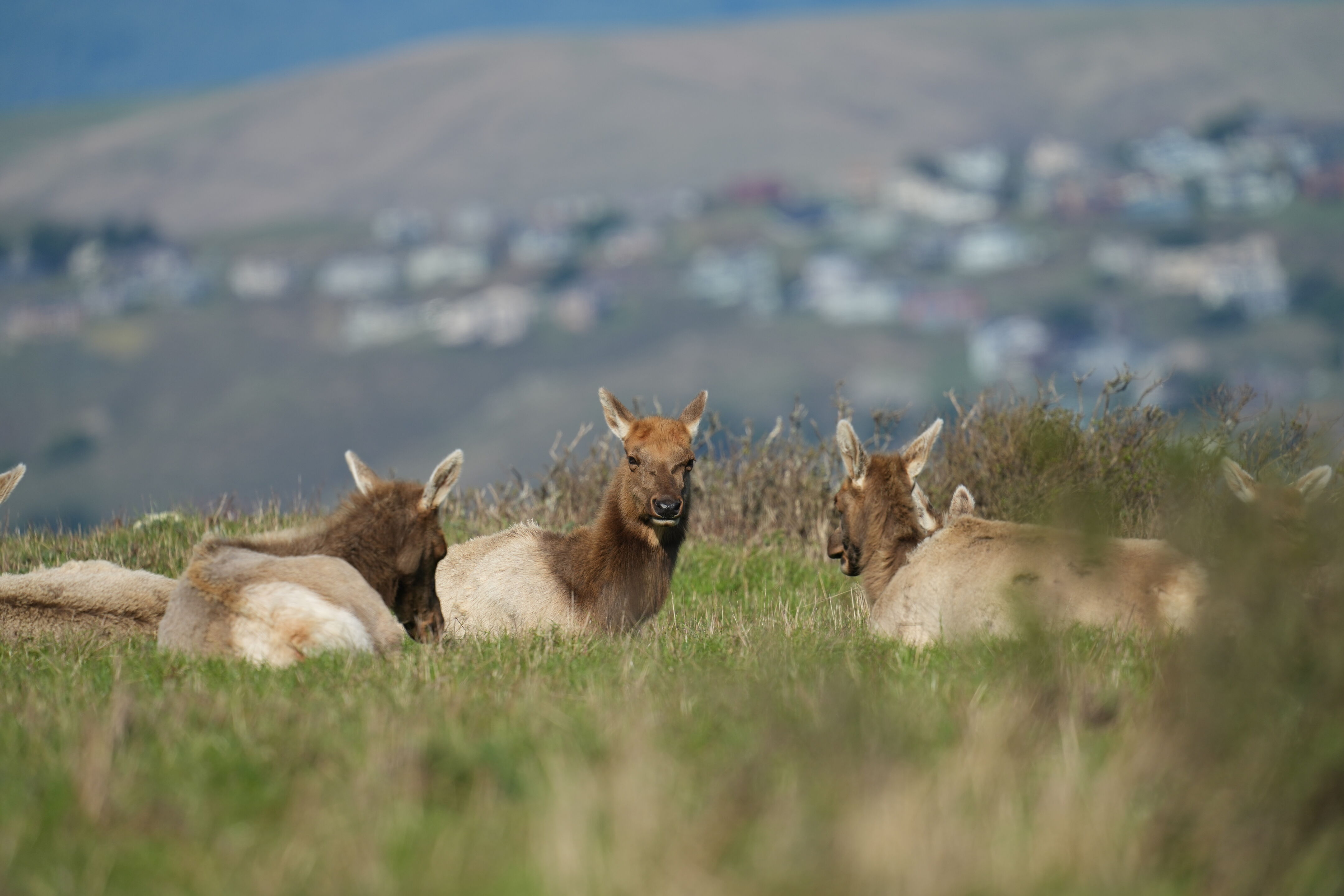 Point Reyes National Seashore - Tomales Point Trail