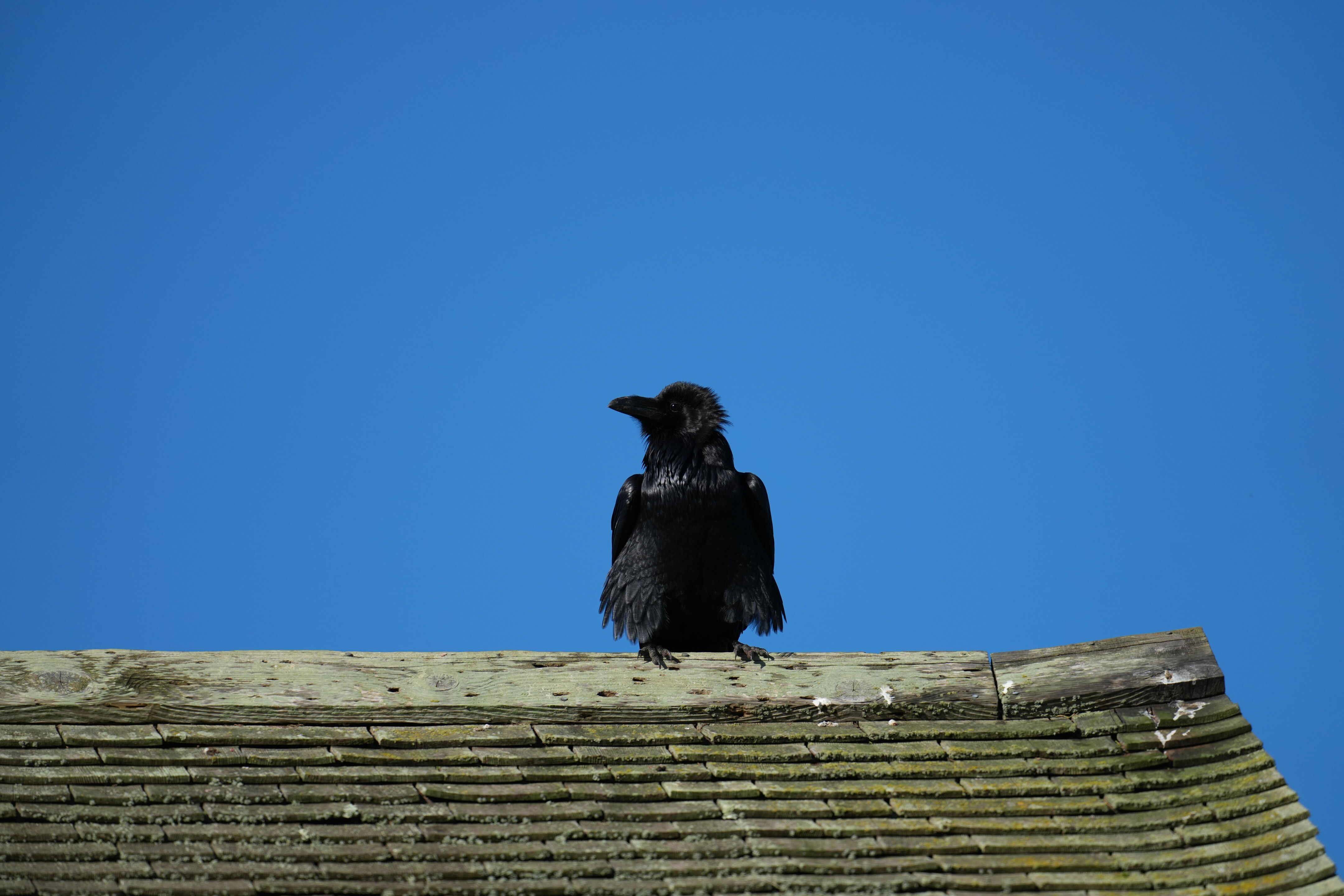 Point Reyes National Seashore - Tomales Point Trail