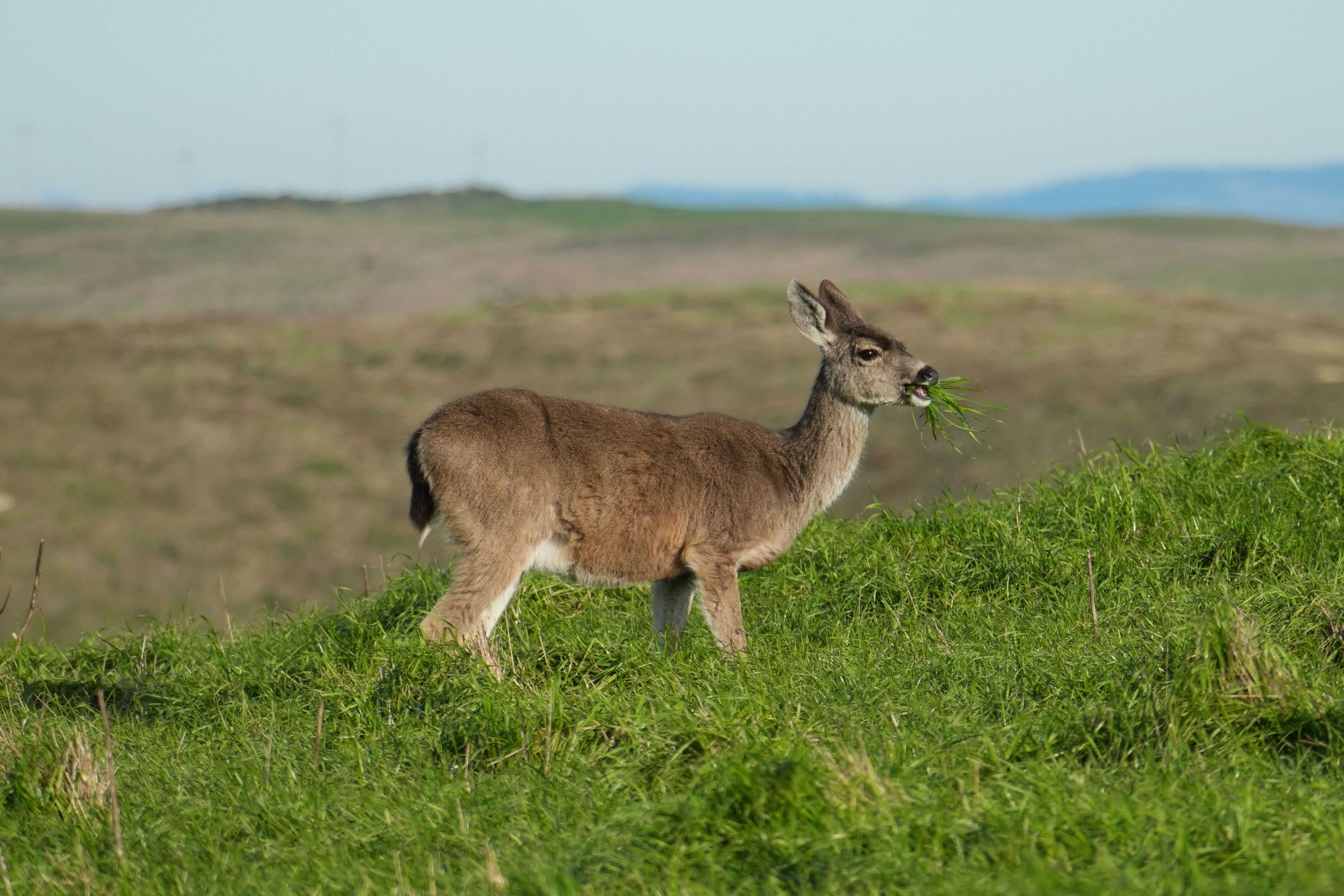 Point Reyes National Seashore - Chimney Rock