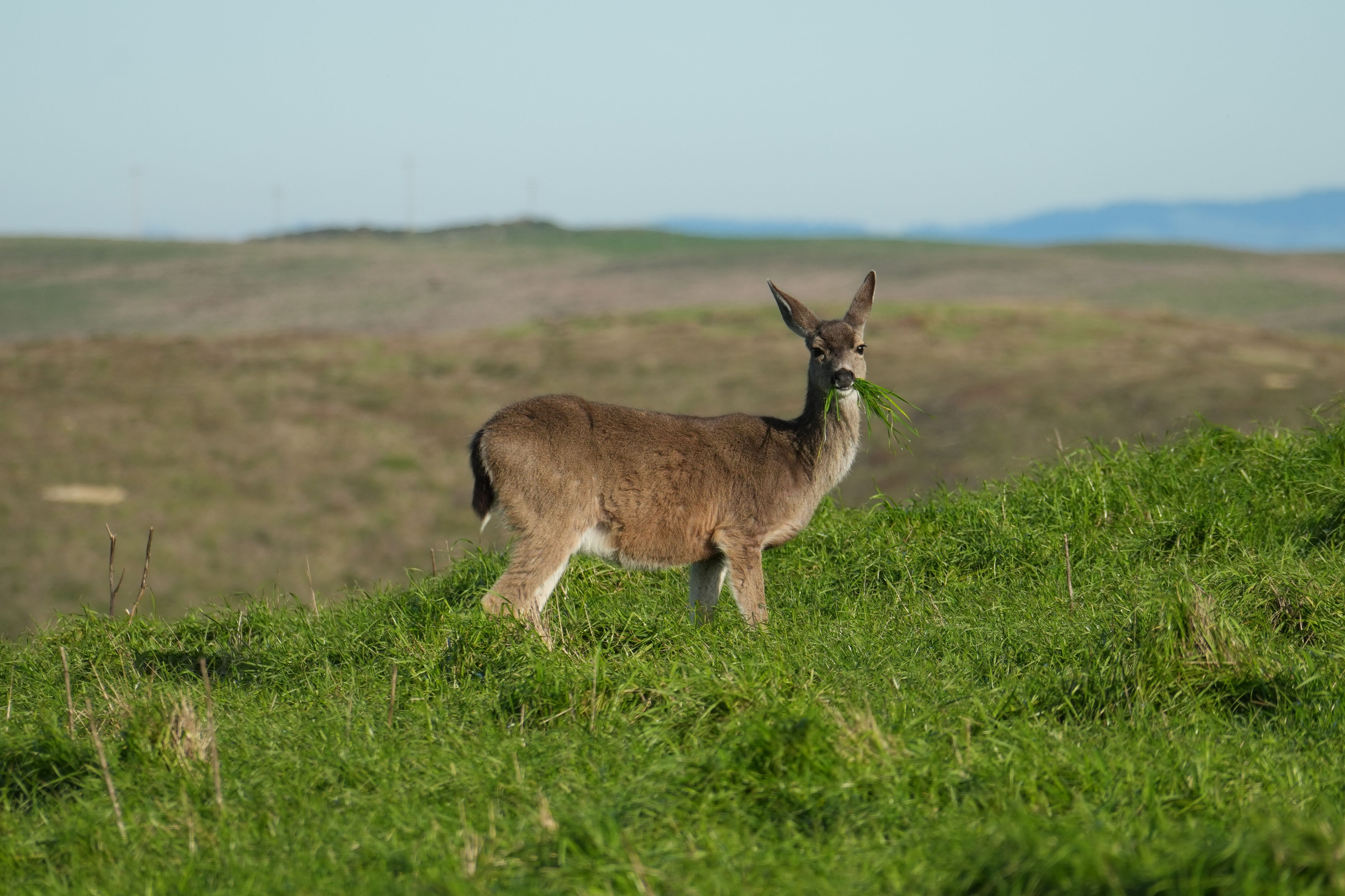 Point Reyes National Seashore - Chimney Rock