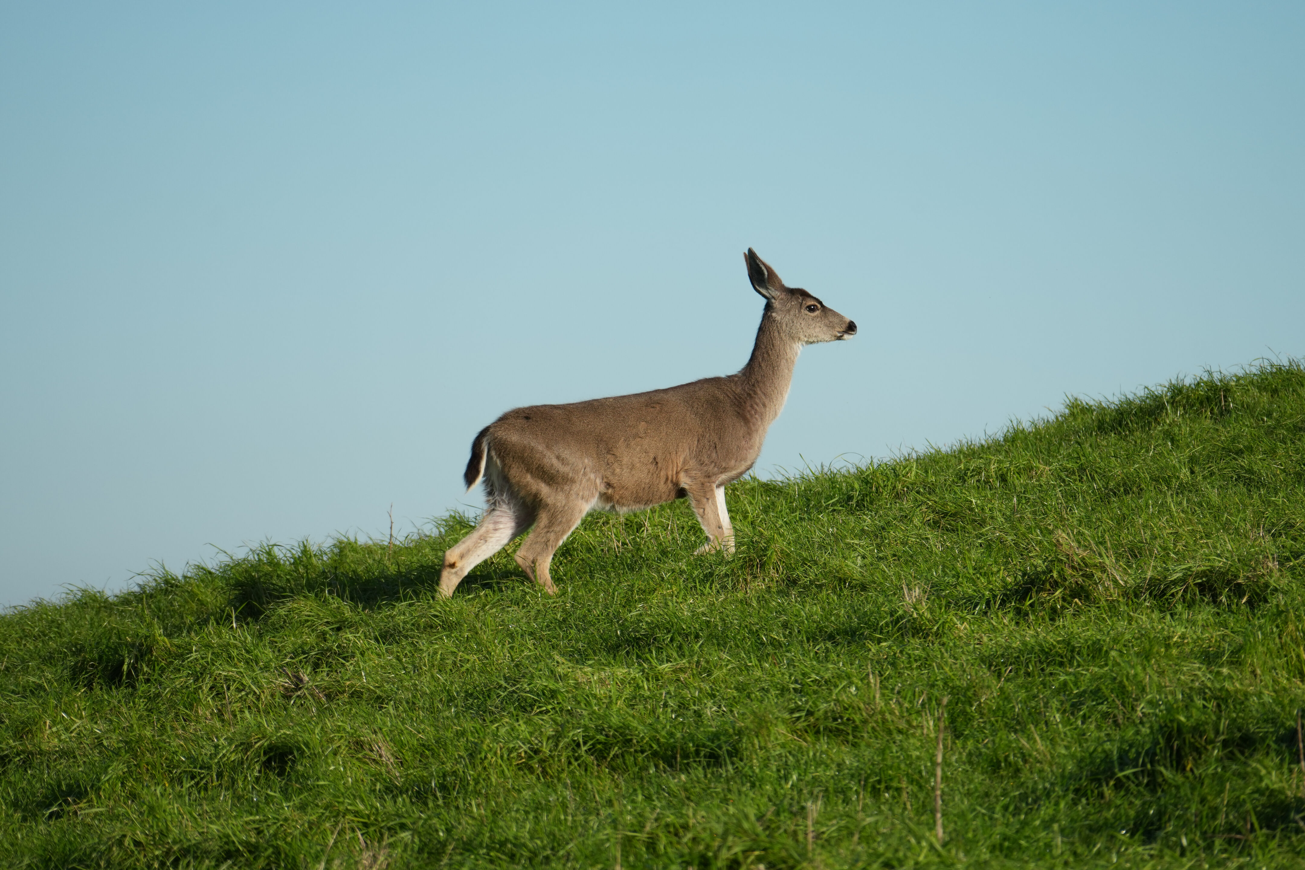 Point Reyes National Seashore - Chimney Rock