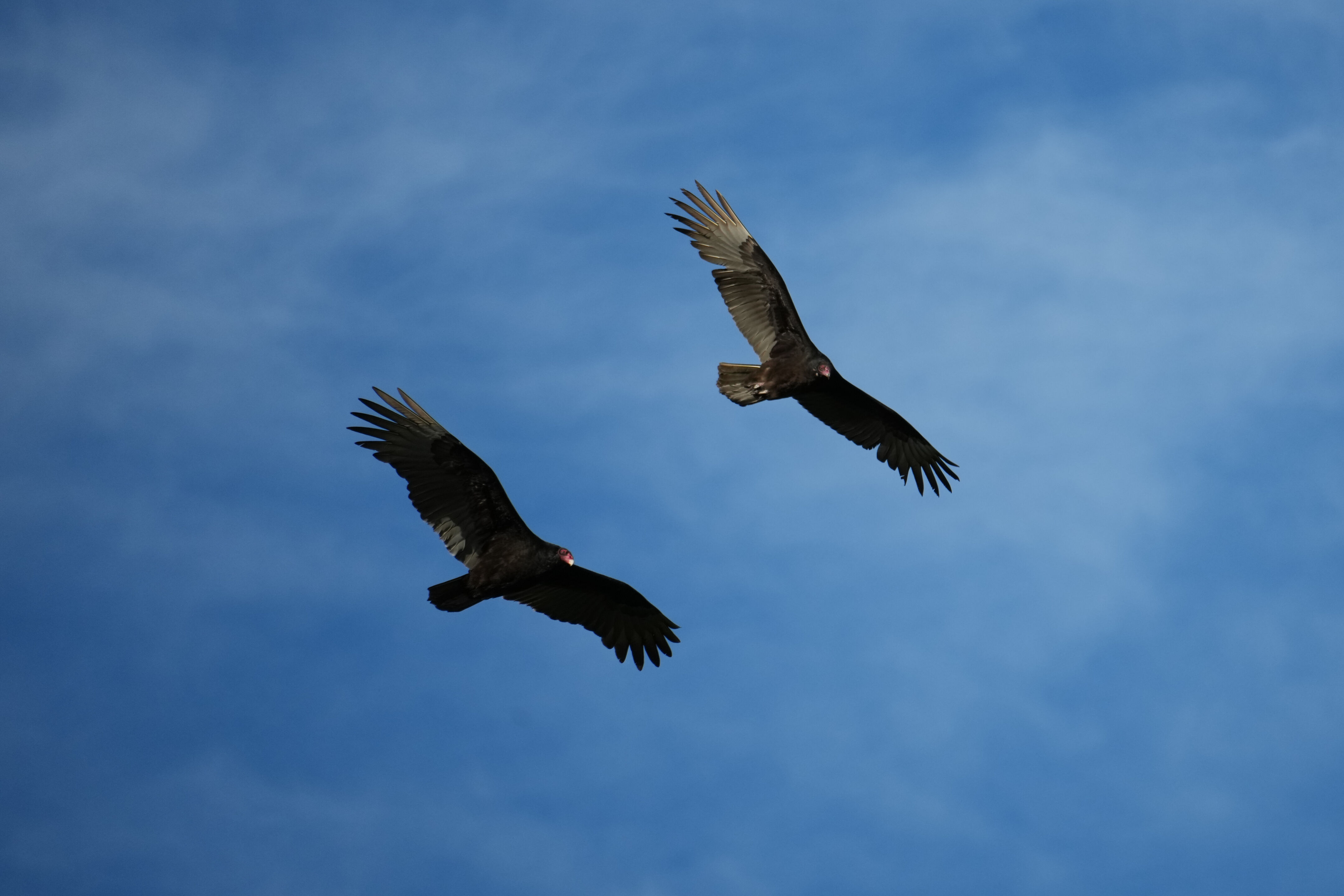 Point Reyes National Seashore - Chimney Rock