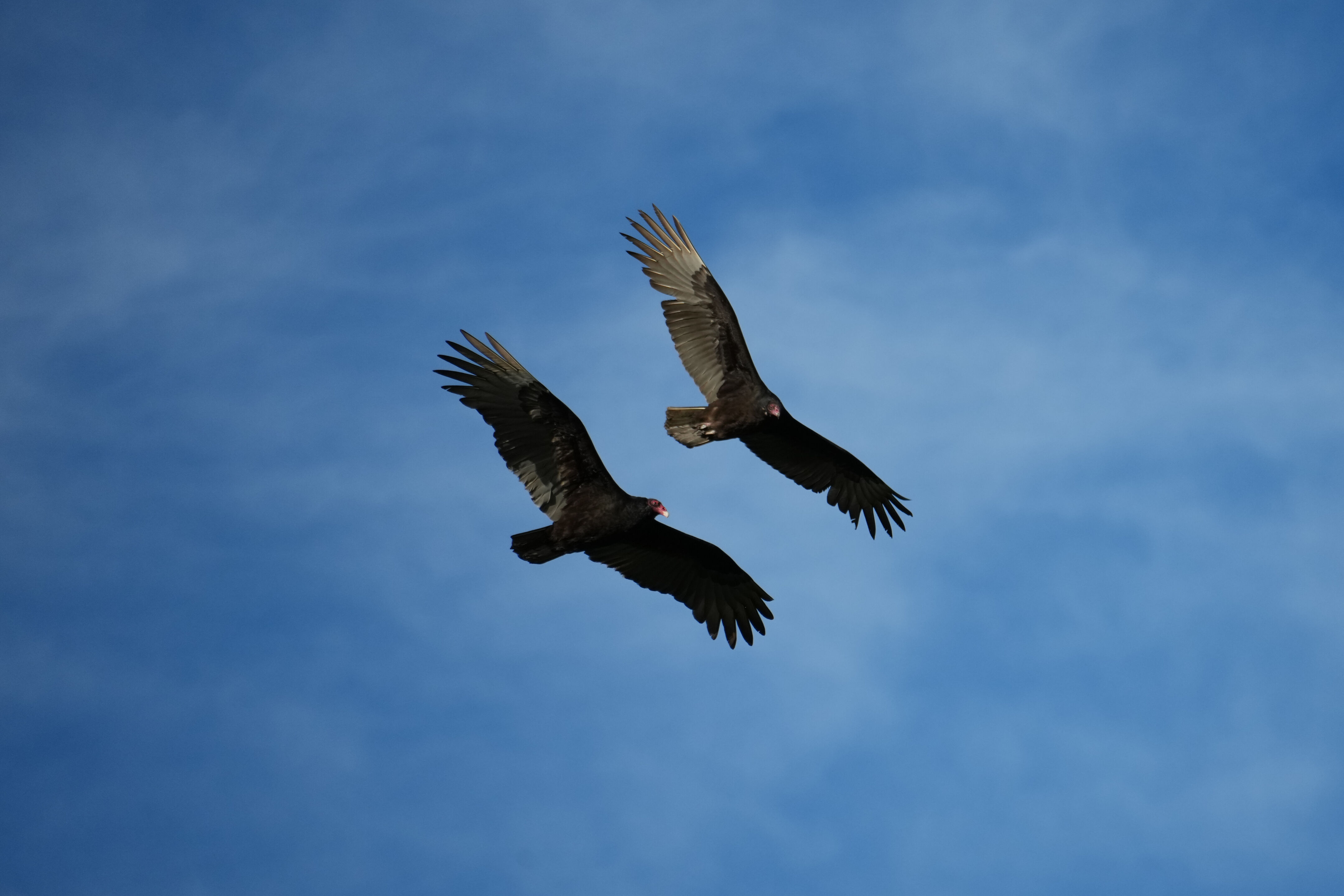 Point Reyes National Seashore - Chimney Rock
