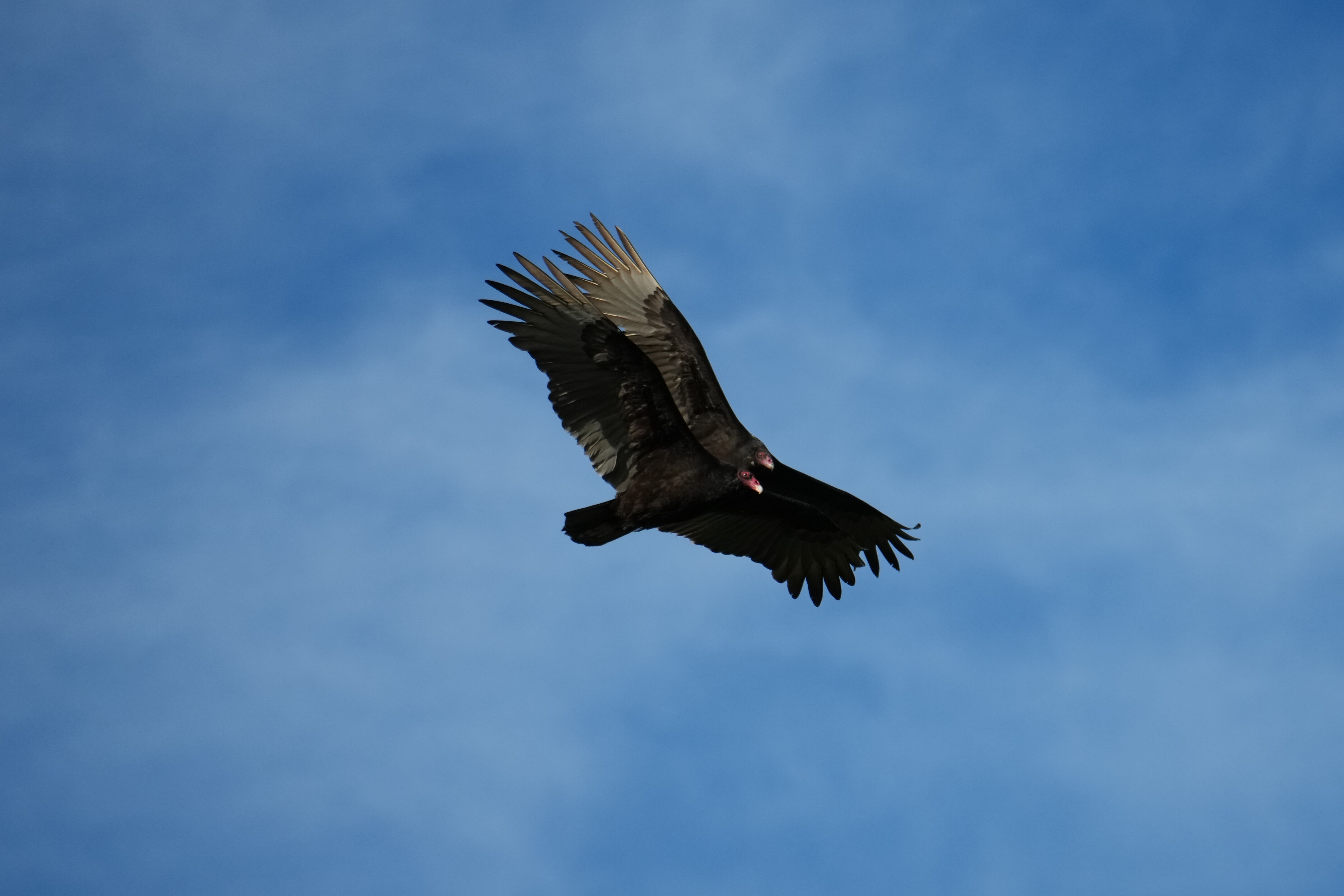 Point Reyes National Seashore - Chimney Rock