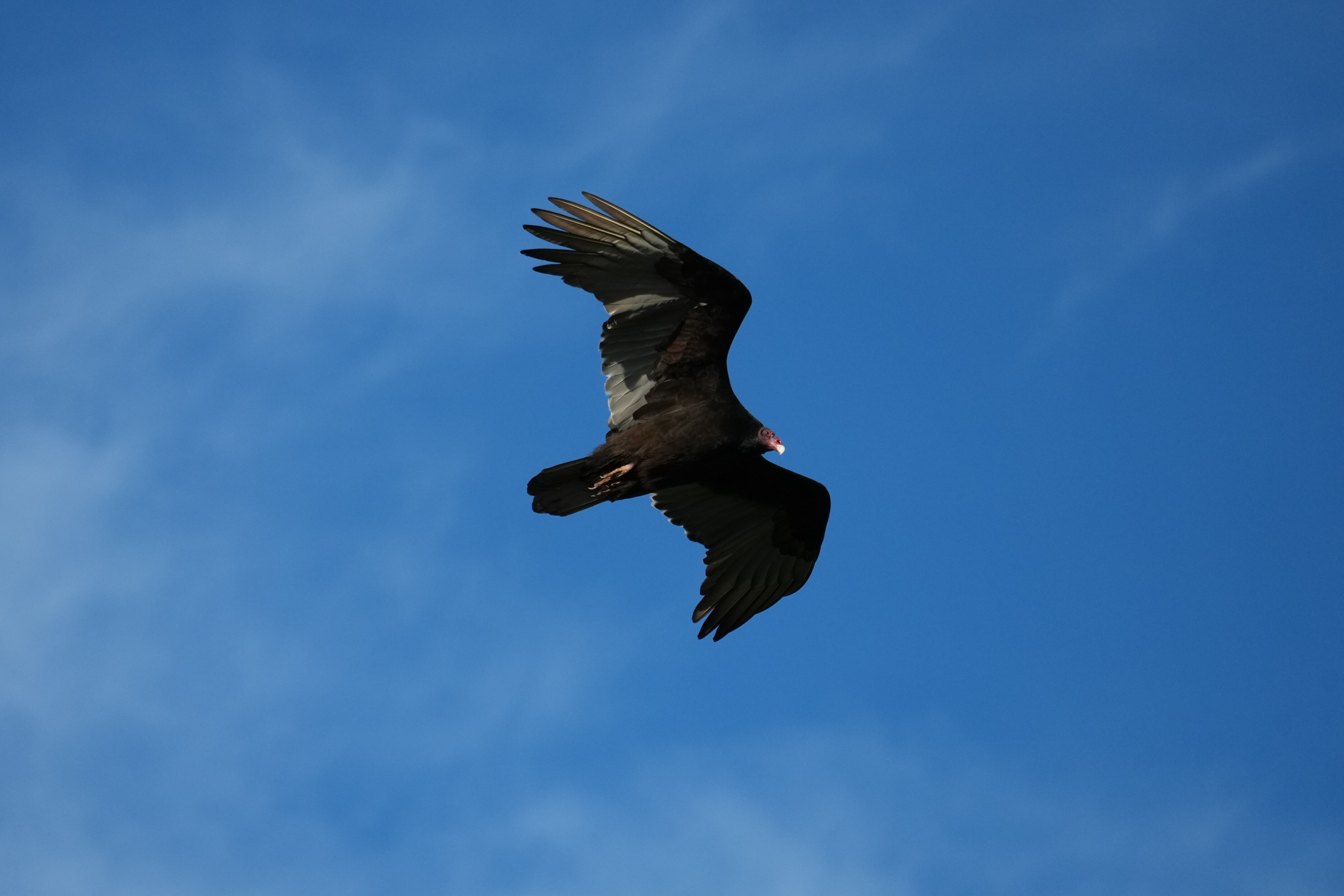 Point Reyes National Seashore - Chimney Rock