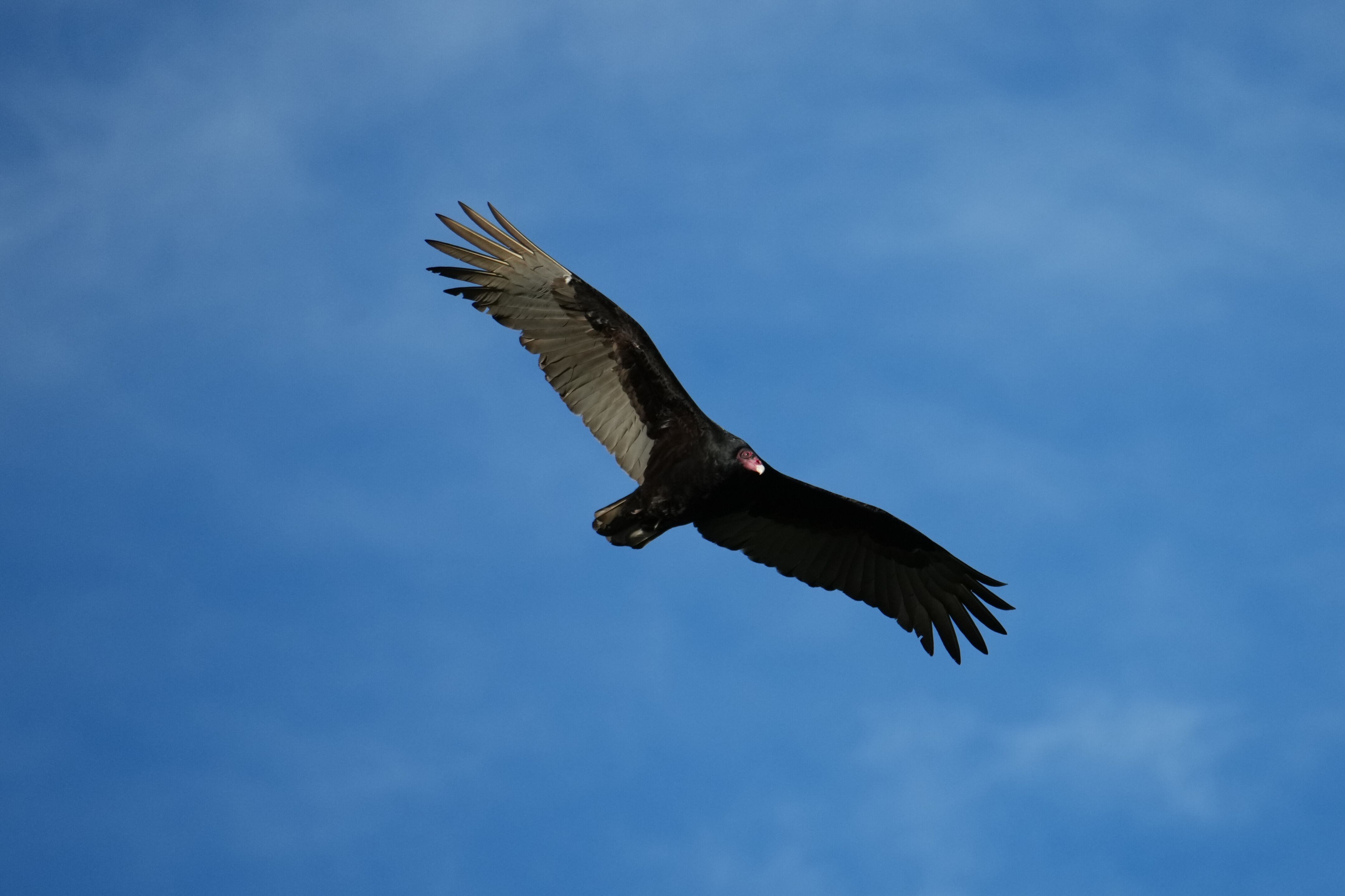 Point Reyes National Seashore - Chimney Rock