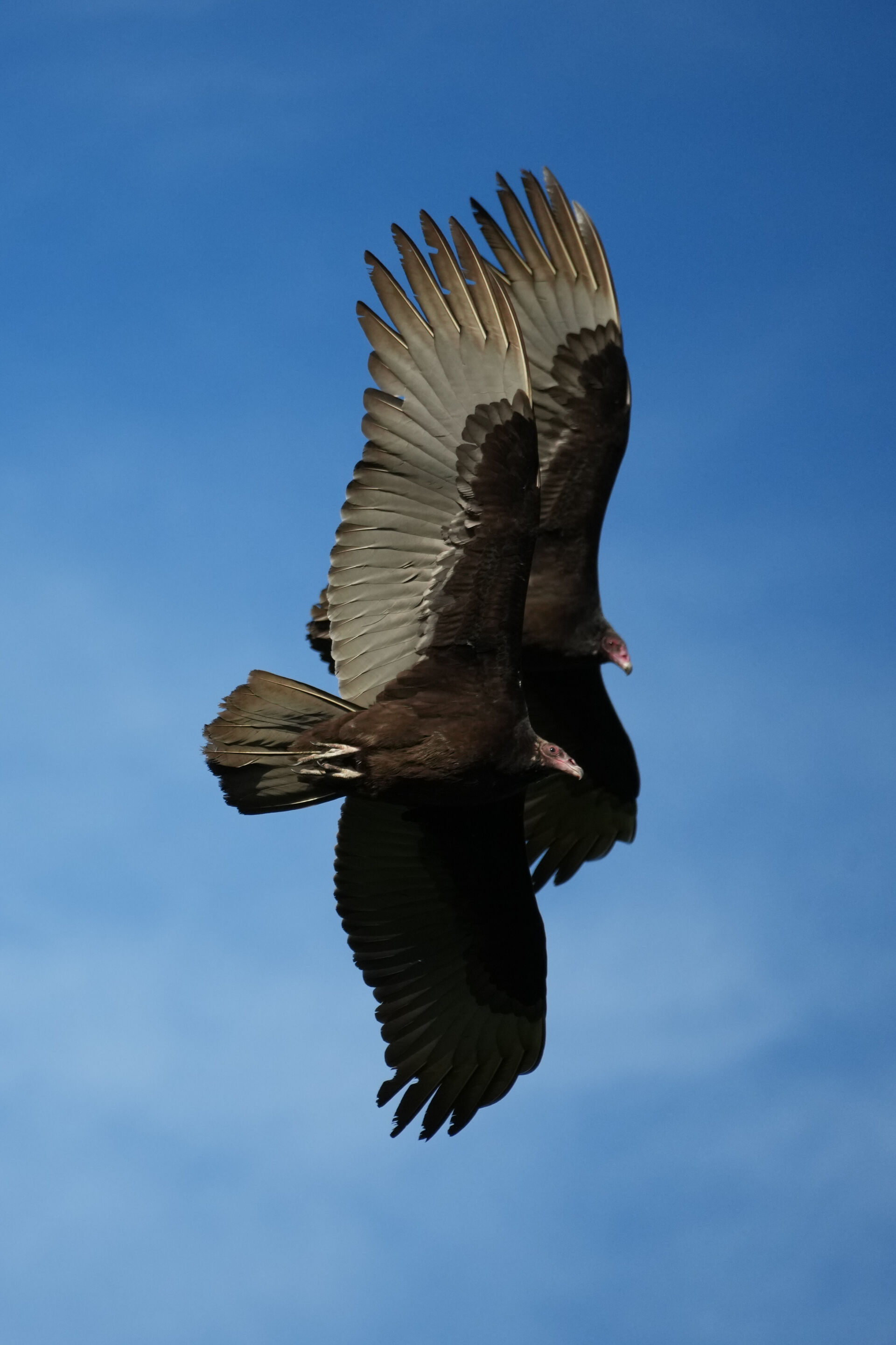 Point Reyes National Seashore - Chimney Rock