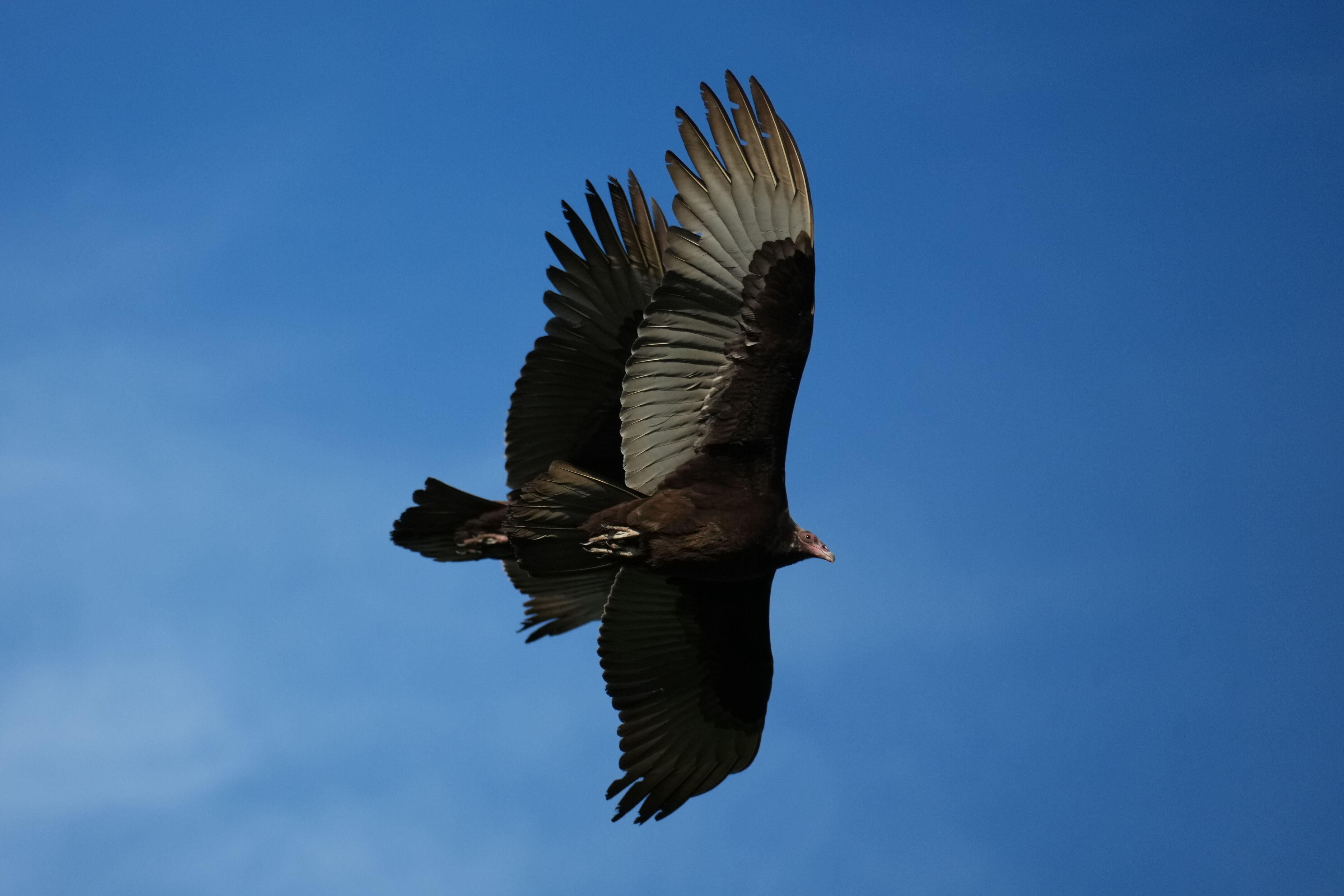Point Reyes National Seashore - Chimney Rock