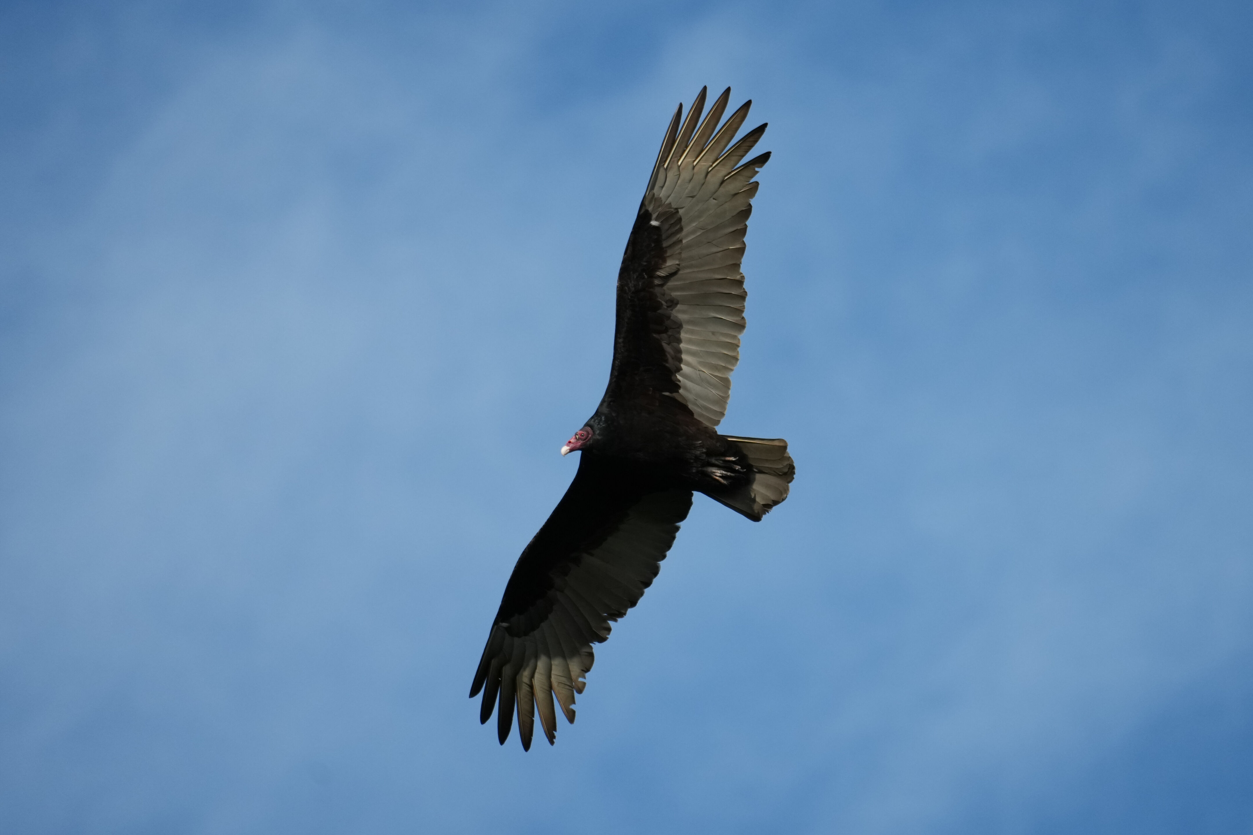 Point Reyes National Seashore - Chimney Rock
