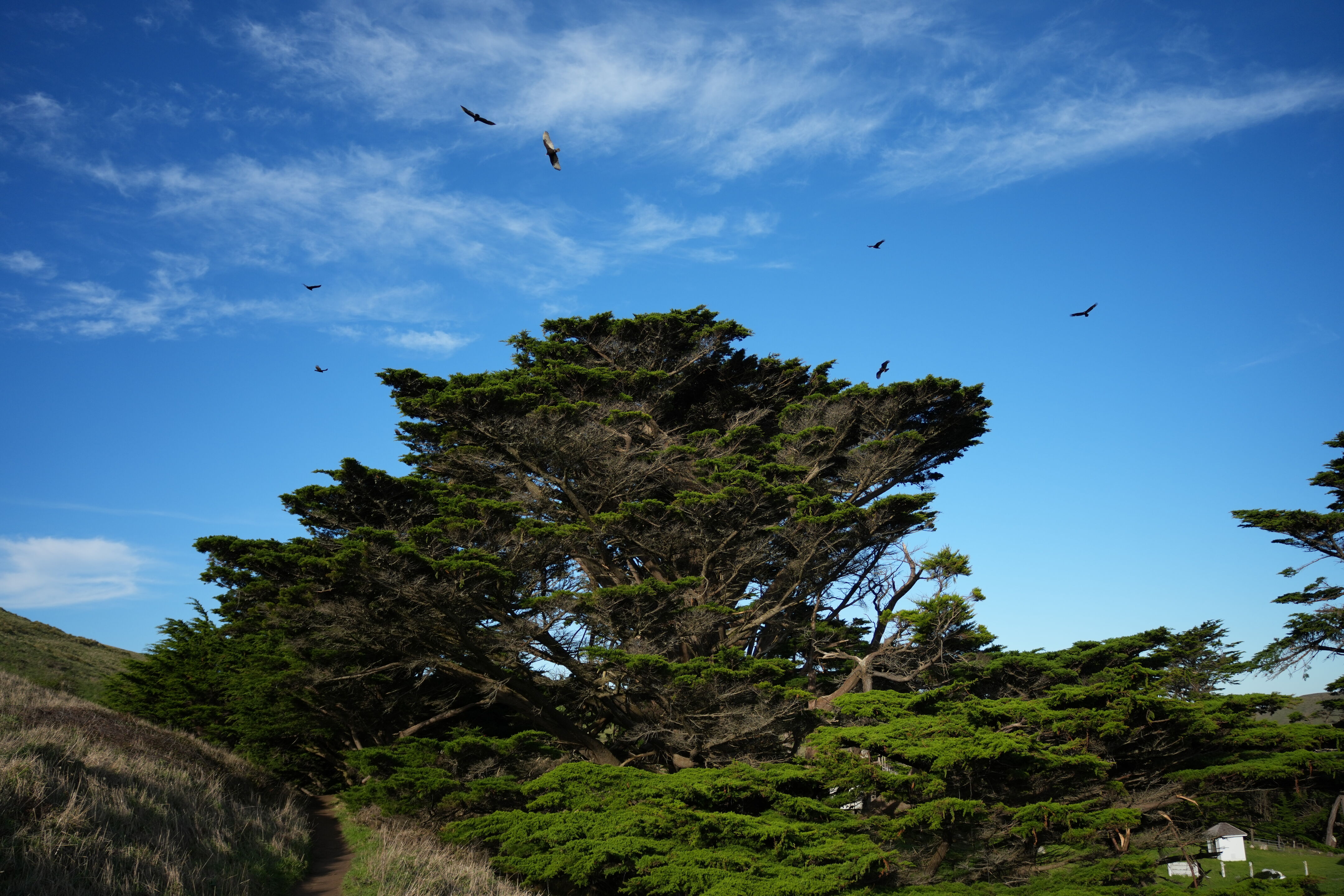 Point Reyes National Seashore - Chimney Rock