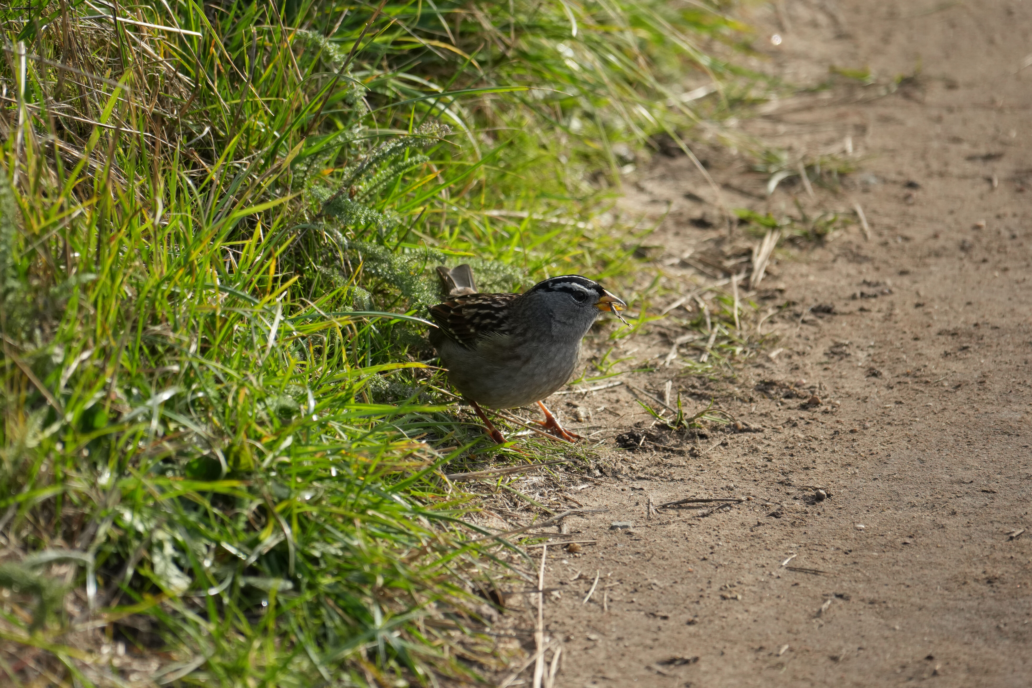 Point Reyes National Seashore - Chimney Rock
