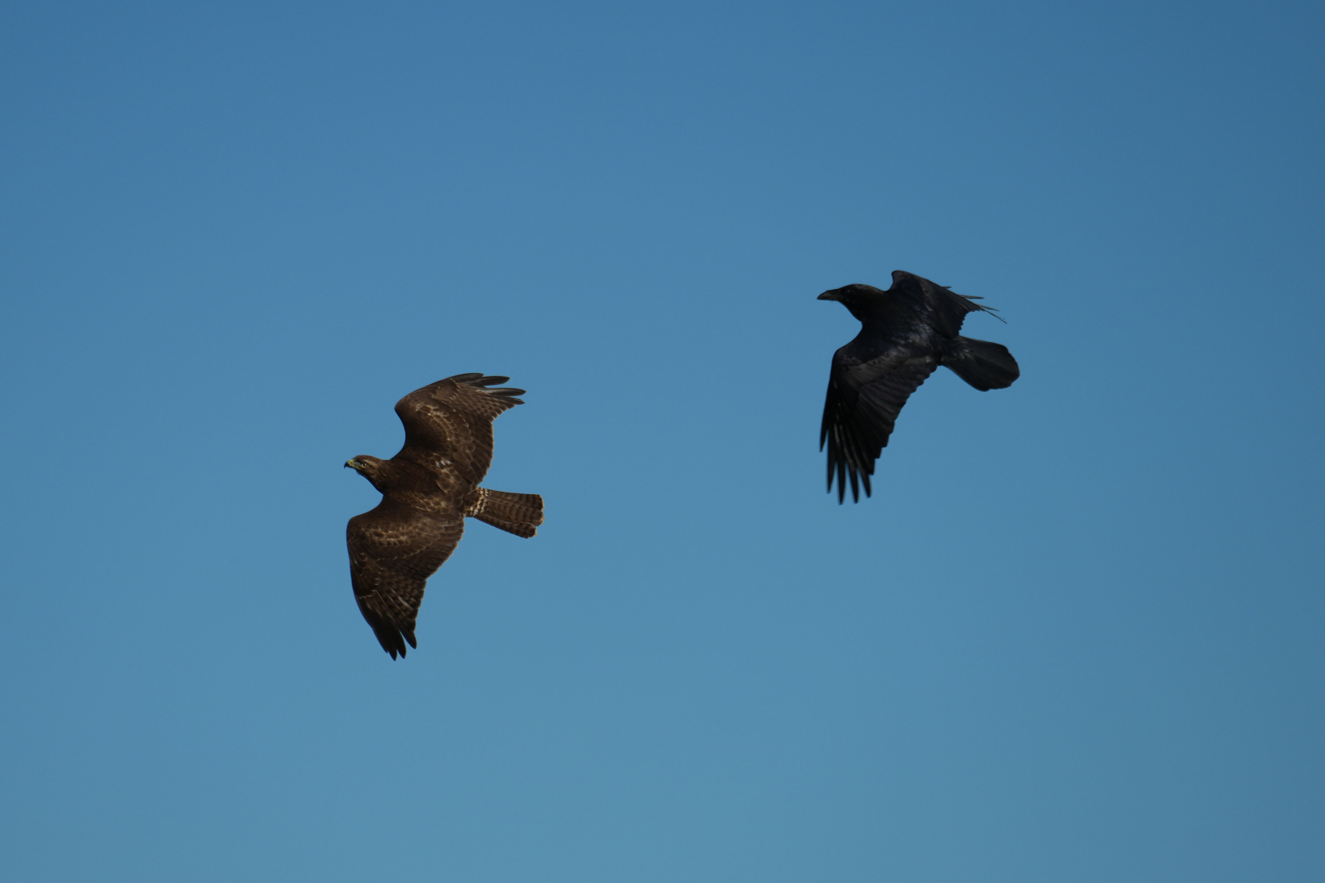 Point Reyes National Seashore - Chimney Rock