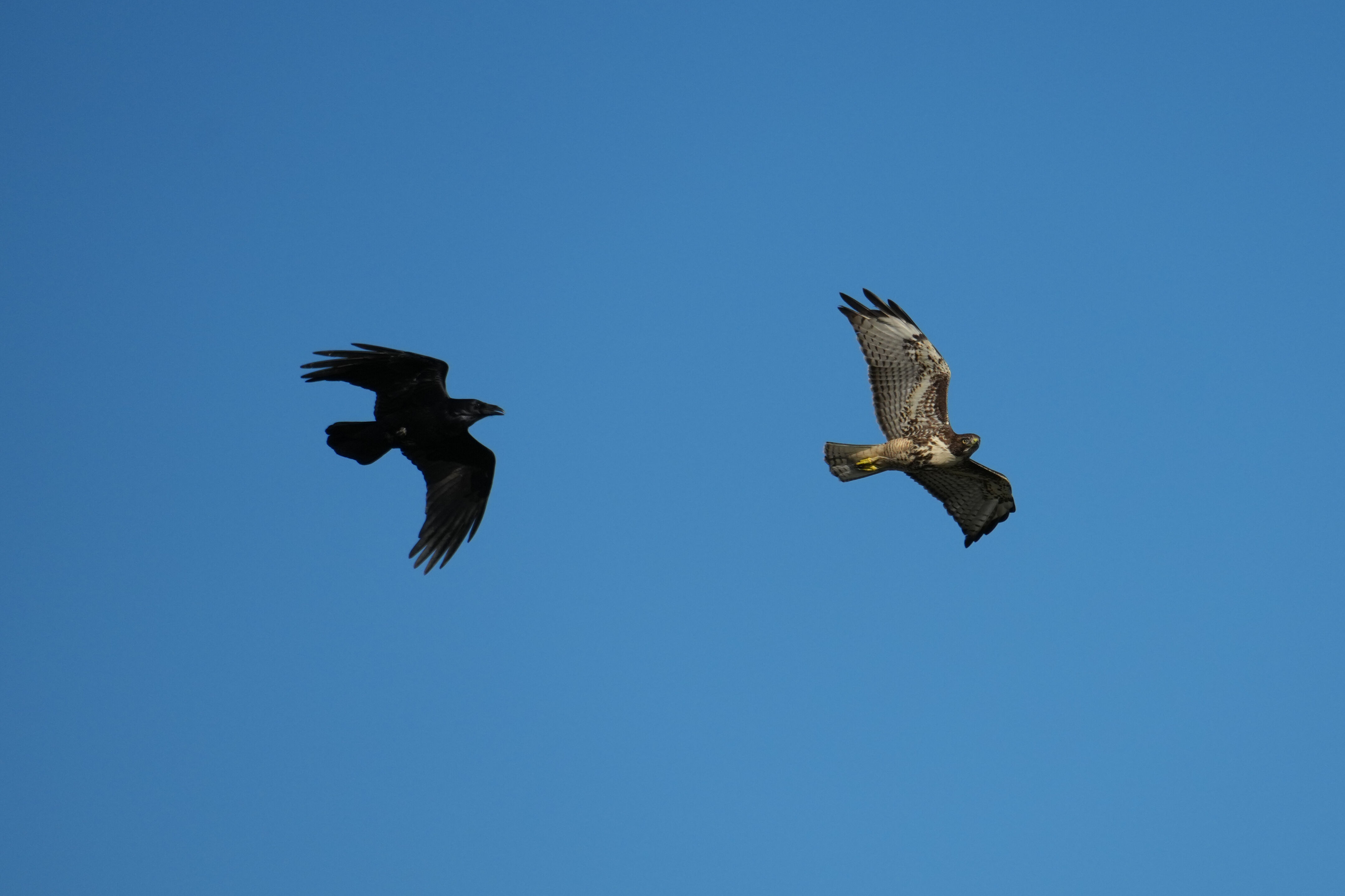Point Reyes National Seashore - Chimney Rock