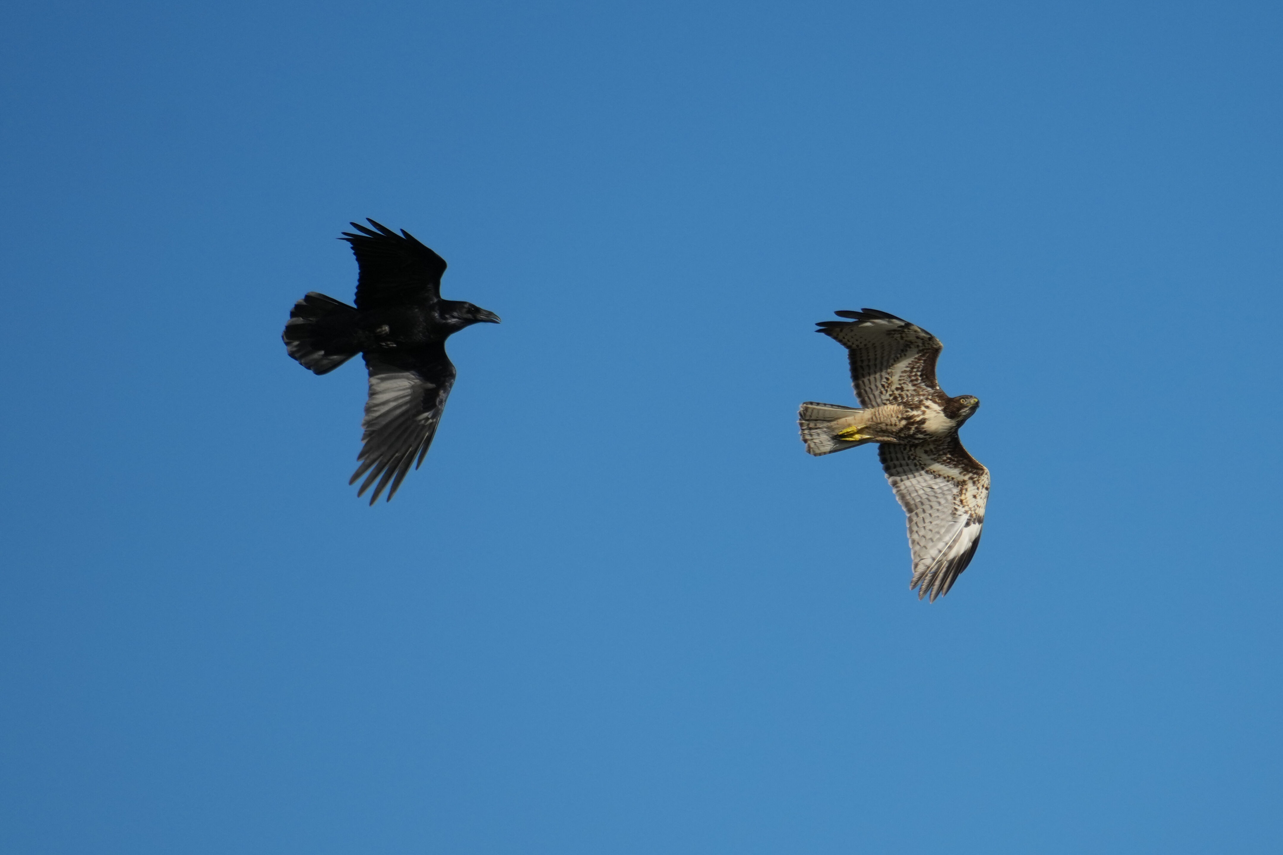 Point Reyes National Seashore - Chimney Rock