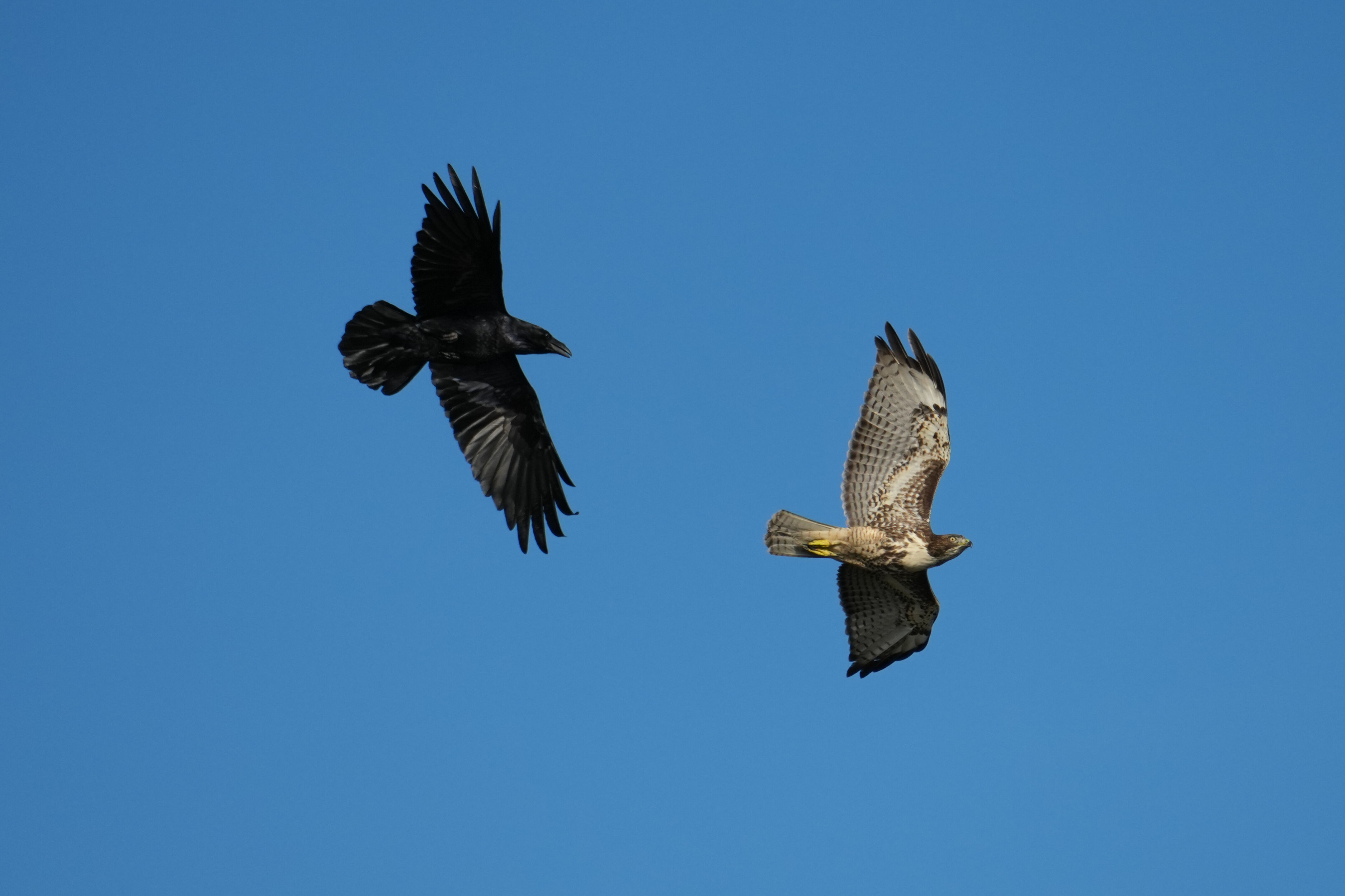 Point Reyes National Seashore - Chimney Rock