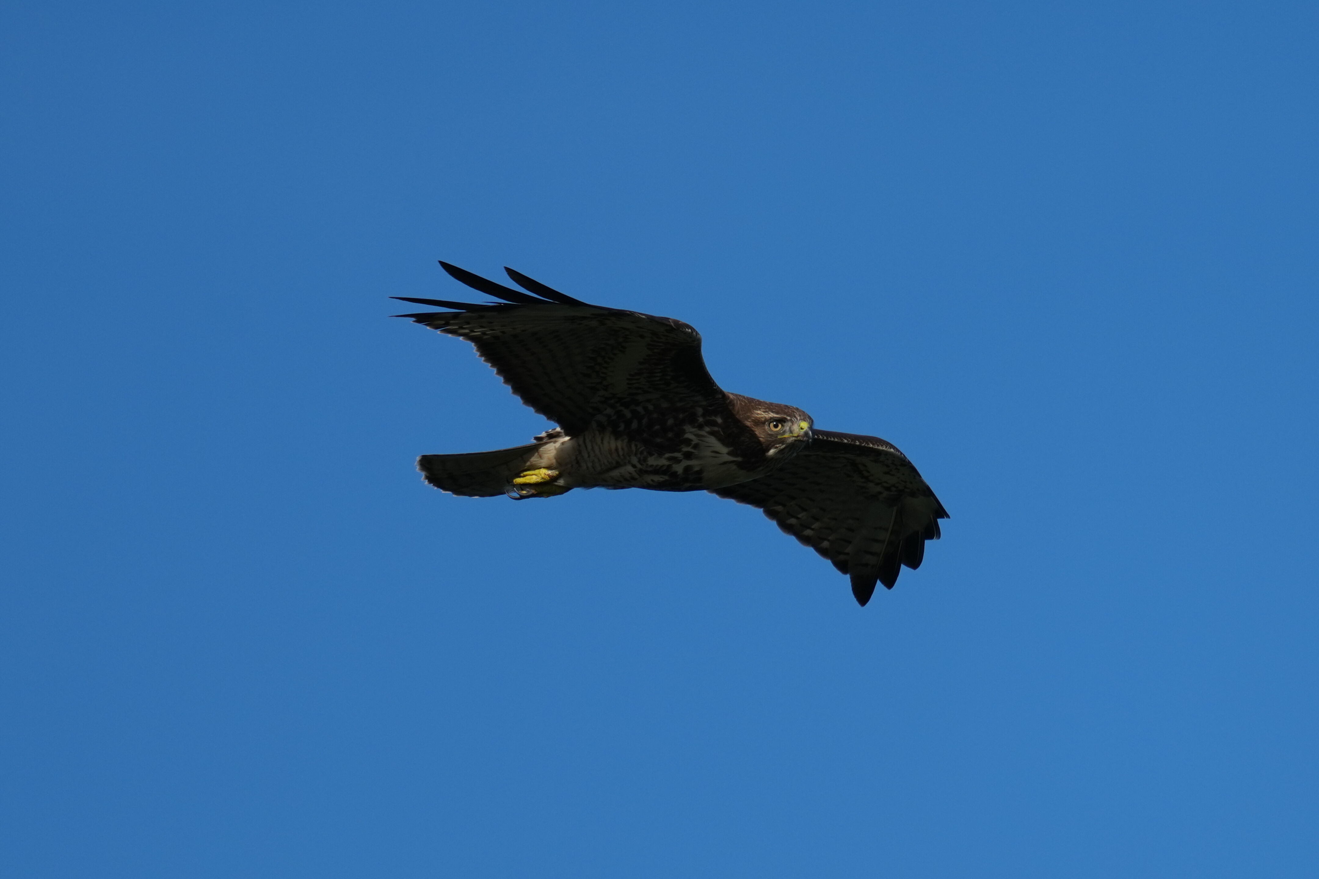 Point Reyes National Seashore - Chimney Rock