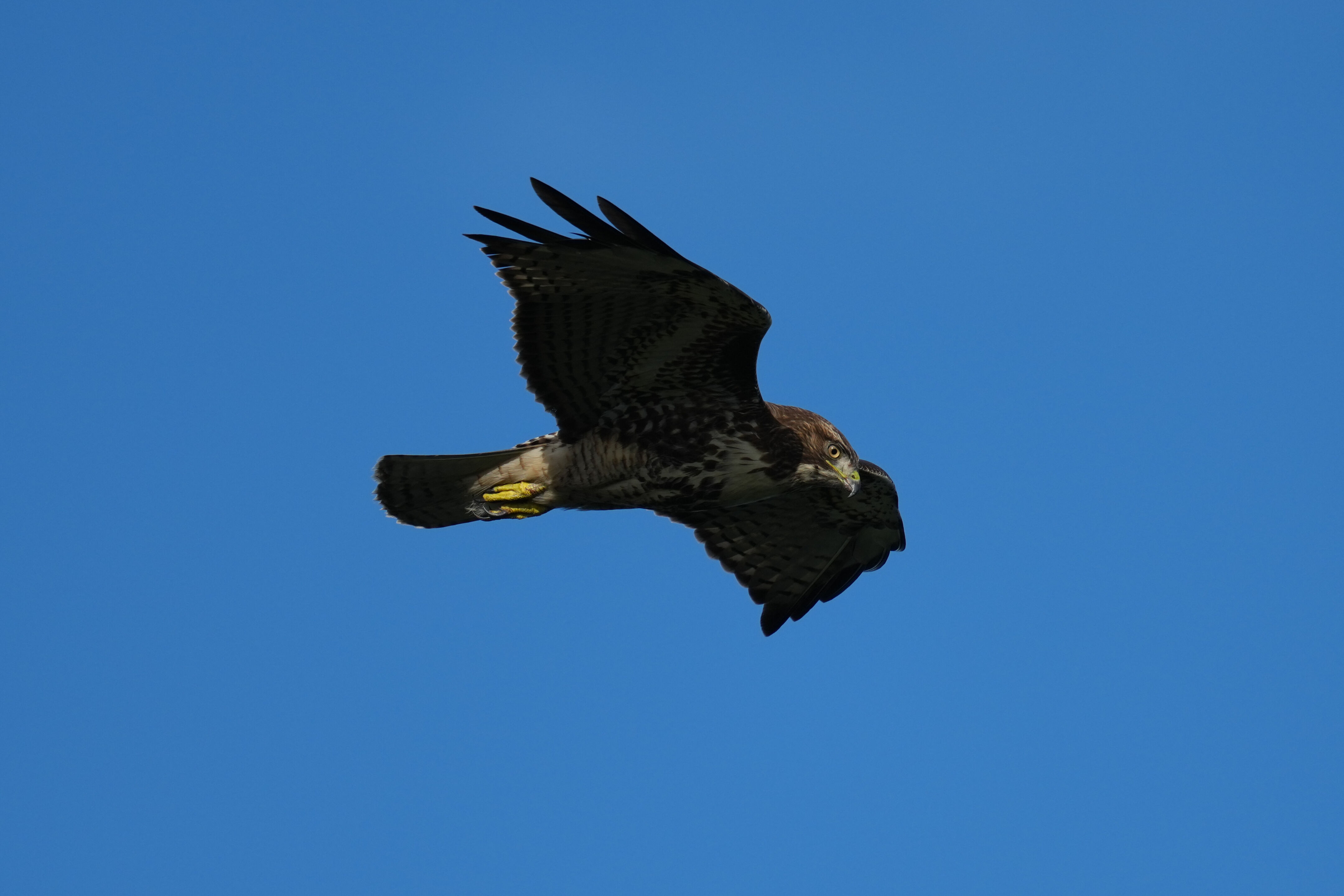 Point Reyes National Seashore - Chimney Rock