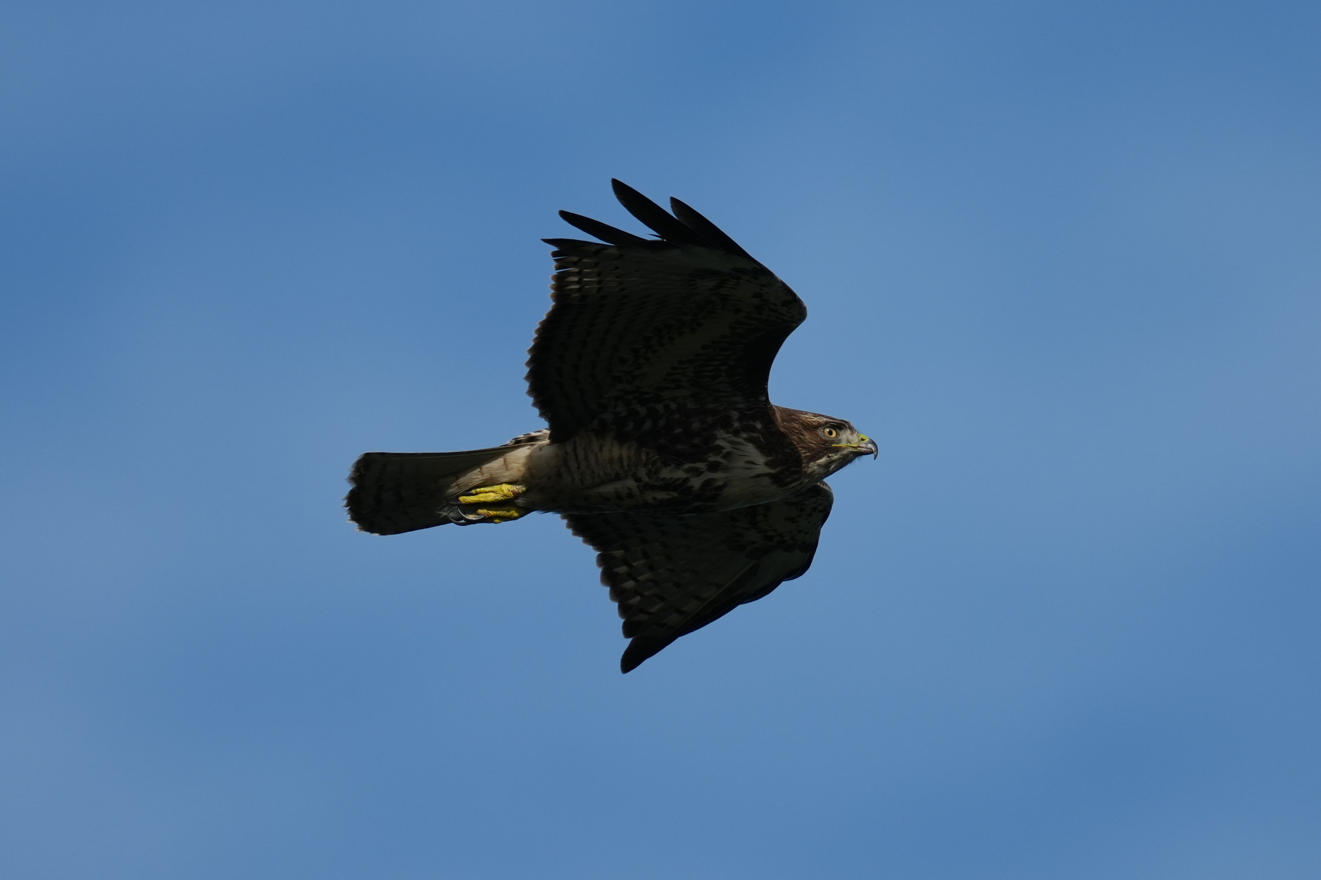 Point Reyes National Seashore - Chimney Rock