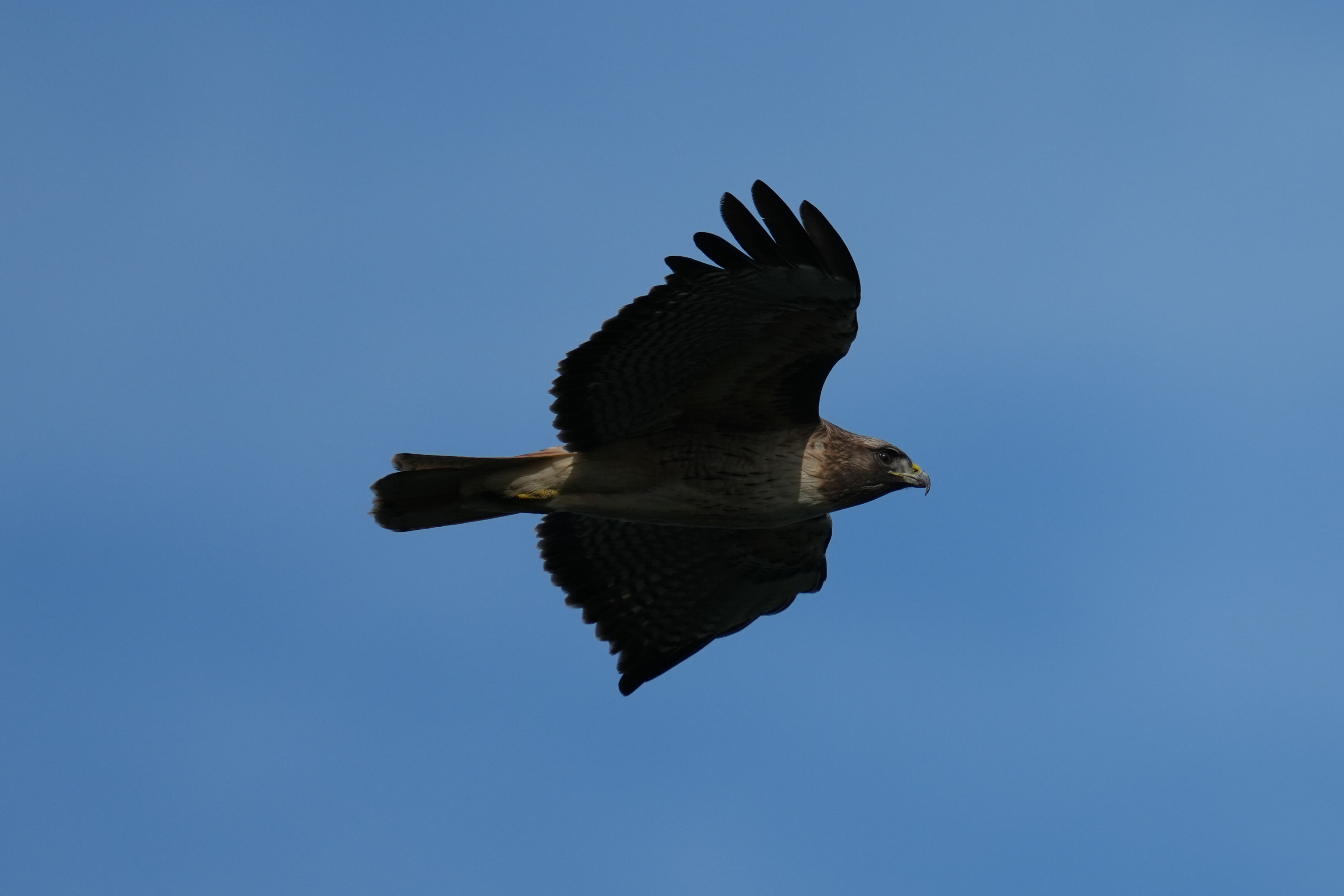 Point Reyes National Seashore - Chimney Rock