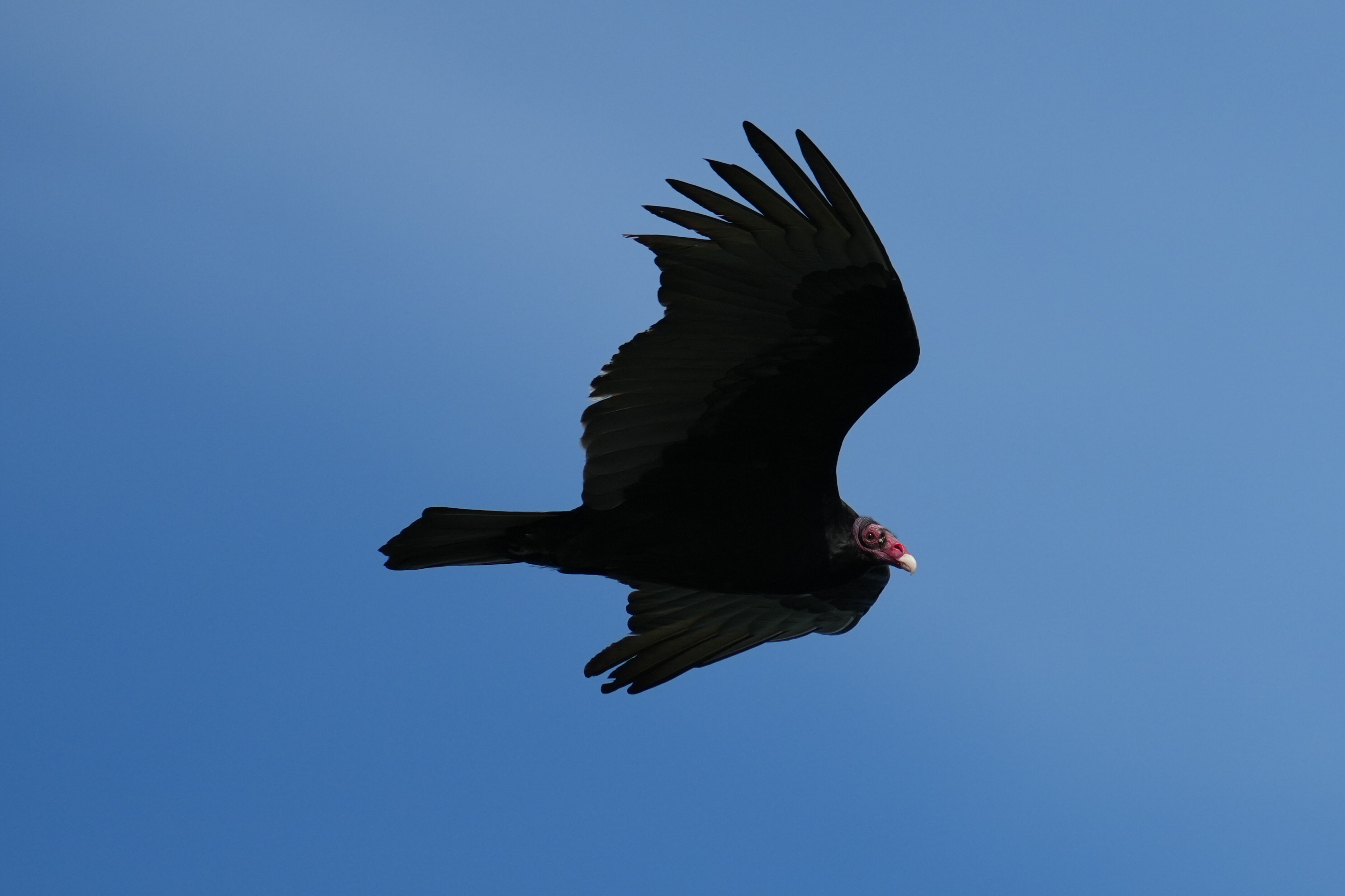 Point Reyes National Seashore - Chimney Rock