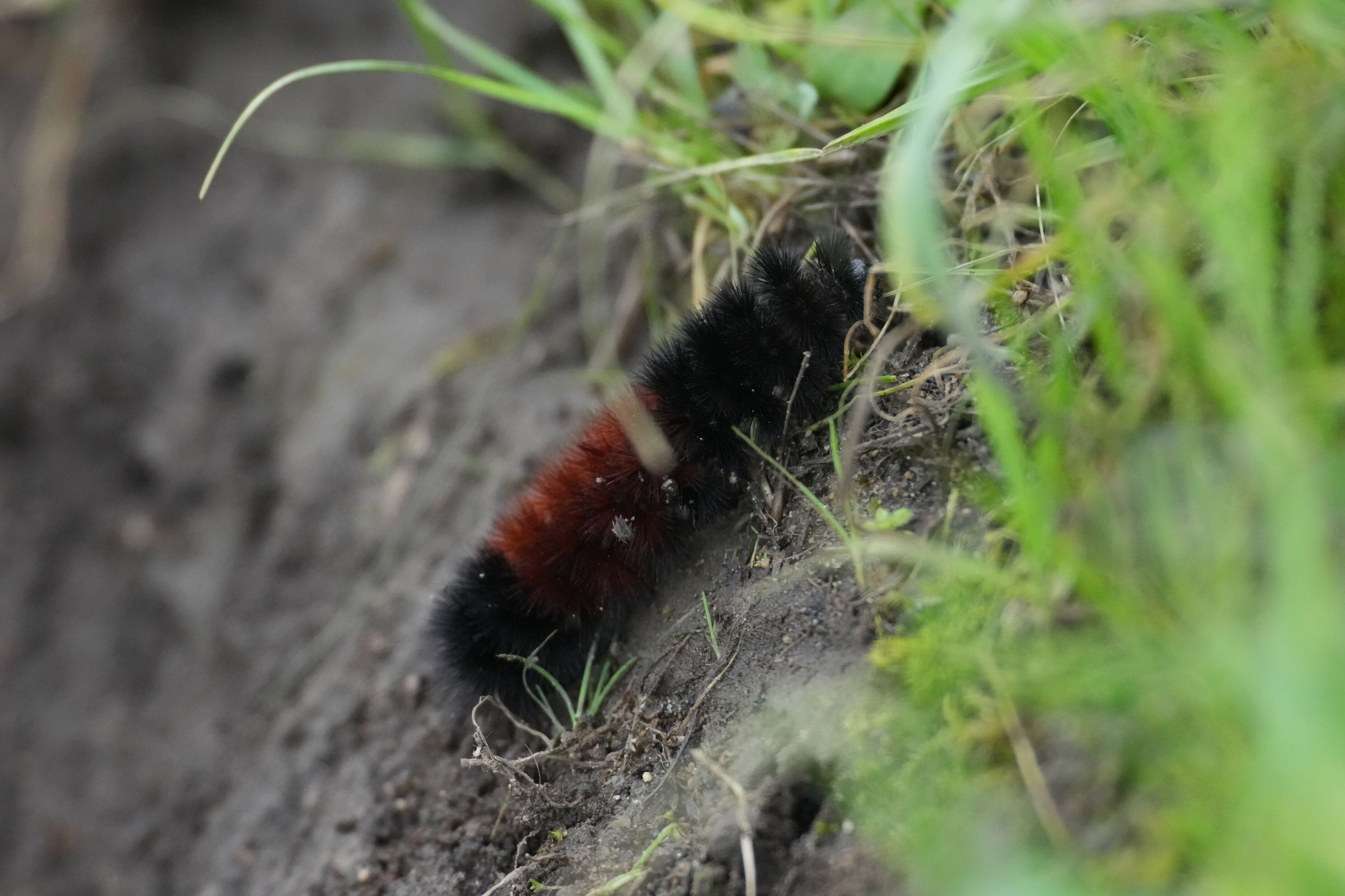 Point Reyes National Seashore - Chimney Rock