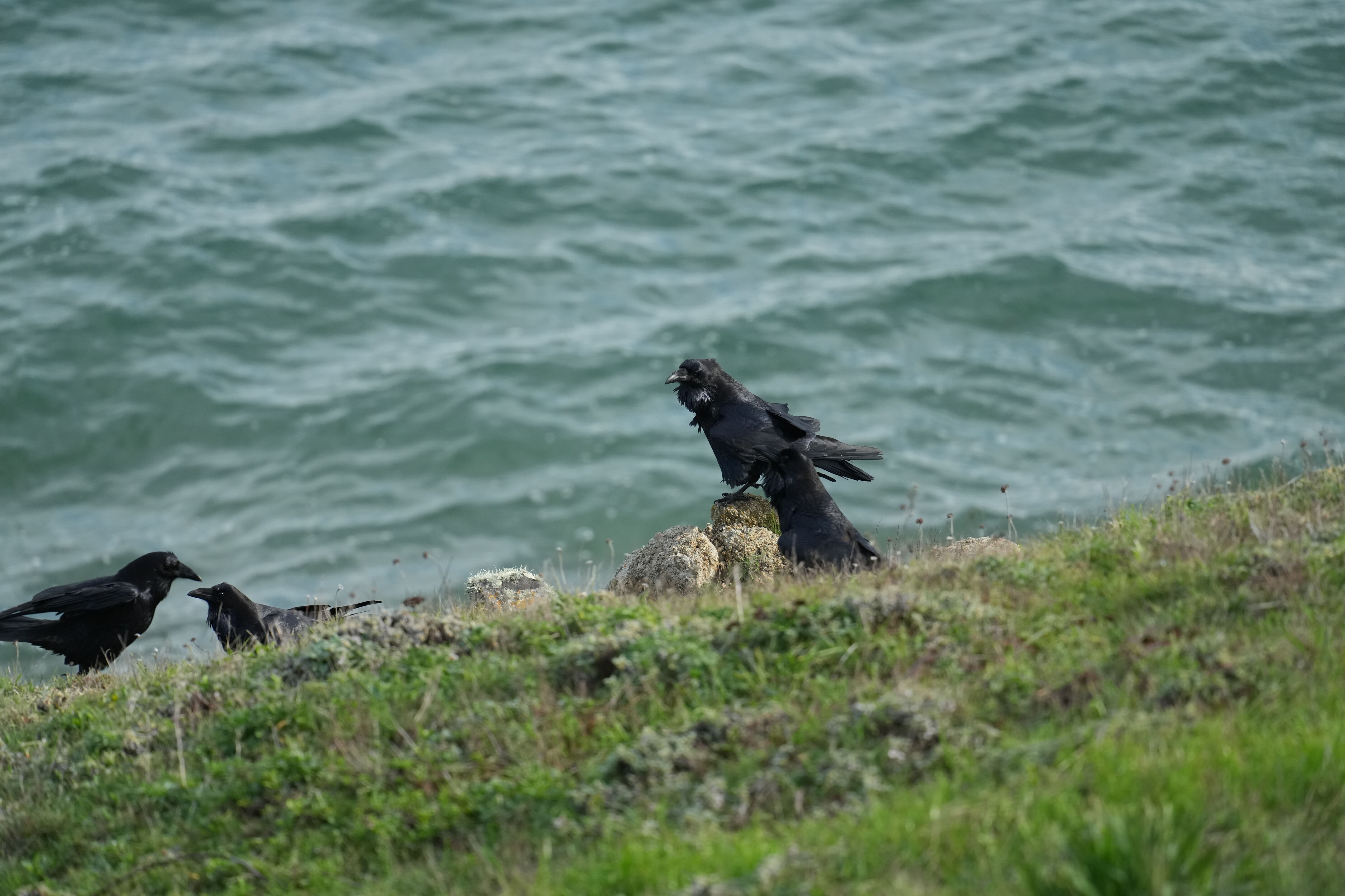 Point Reyes National Seashore - Chimney Rock