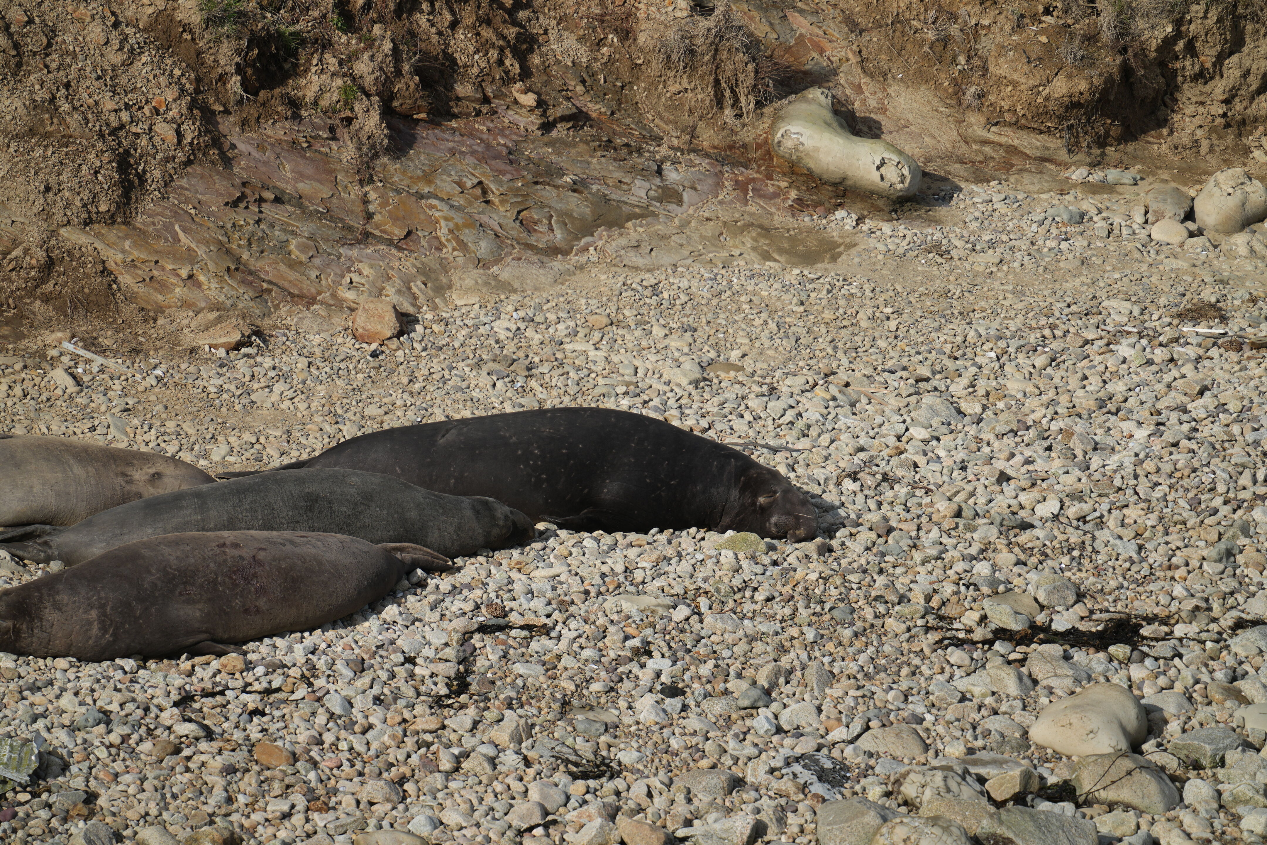 Point Reyes National Seashore - Chimney Rock
