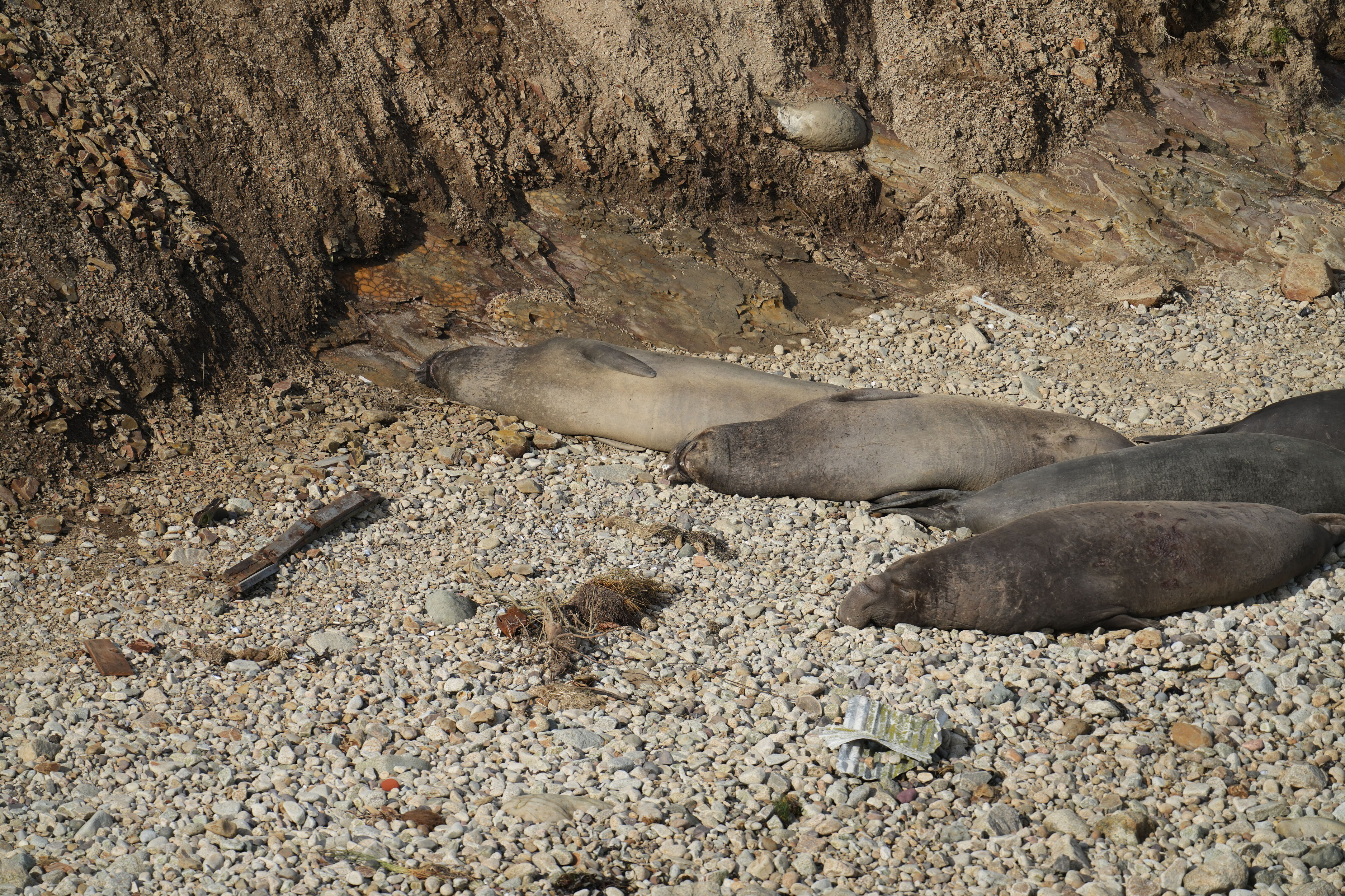 Point Reyes National Seashore - Chimney Rock