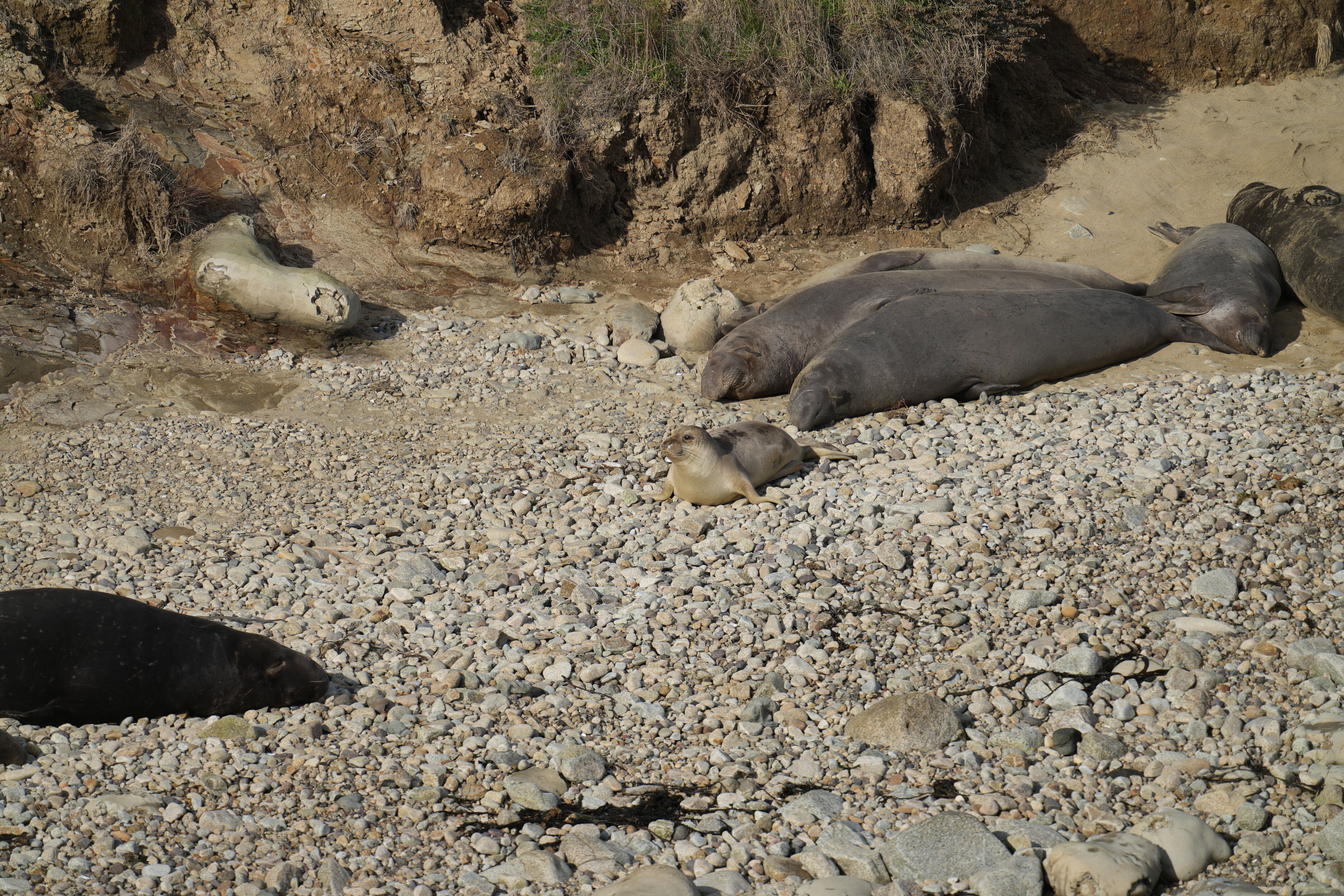 Point Reyes National Seashore - Chimney Rock