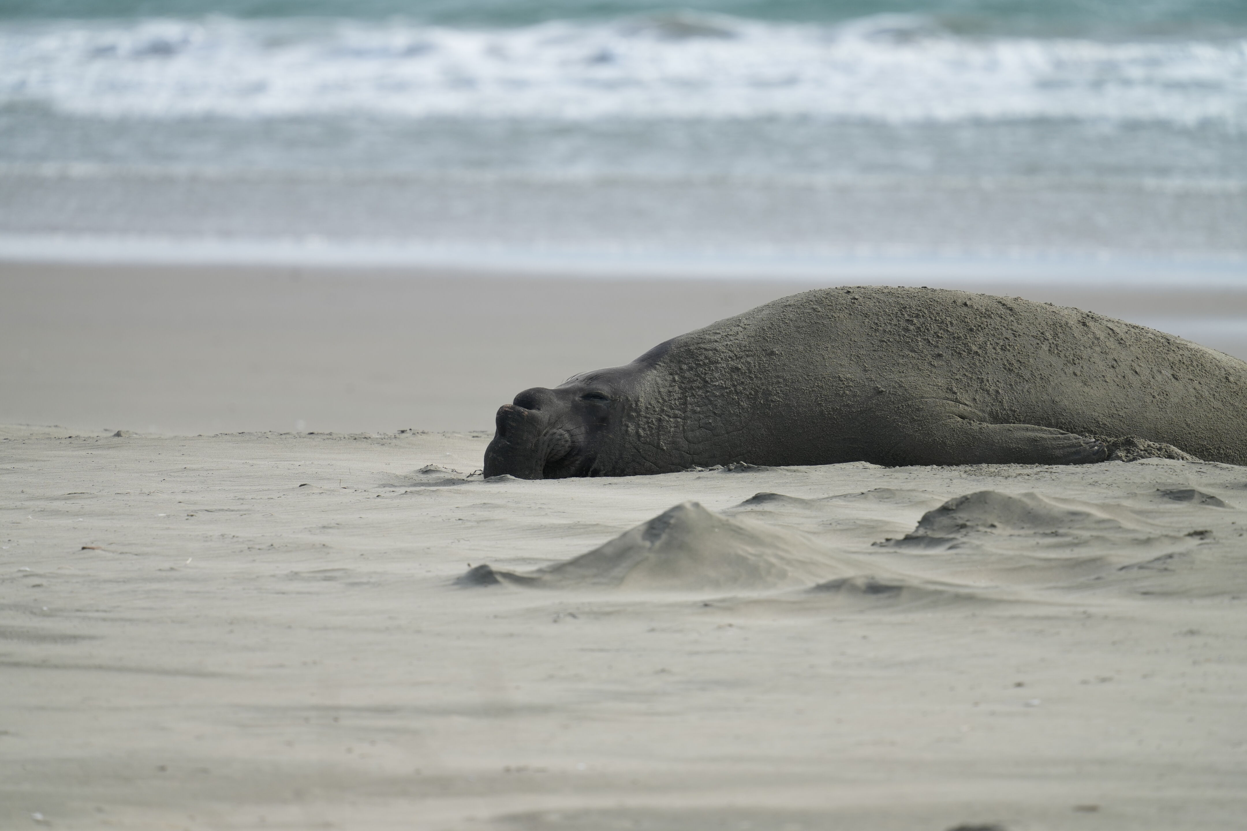 Point Reyes National Seashore - Drakes Beach
