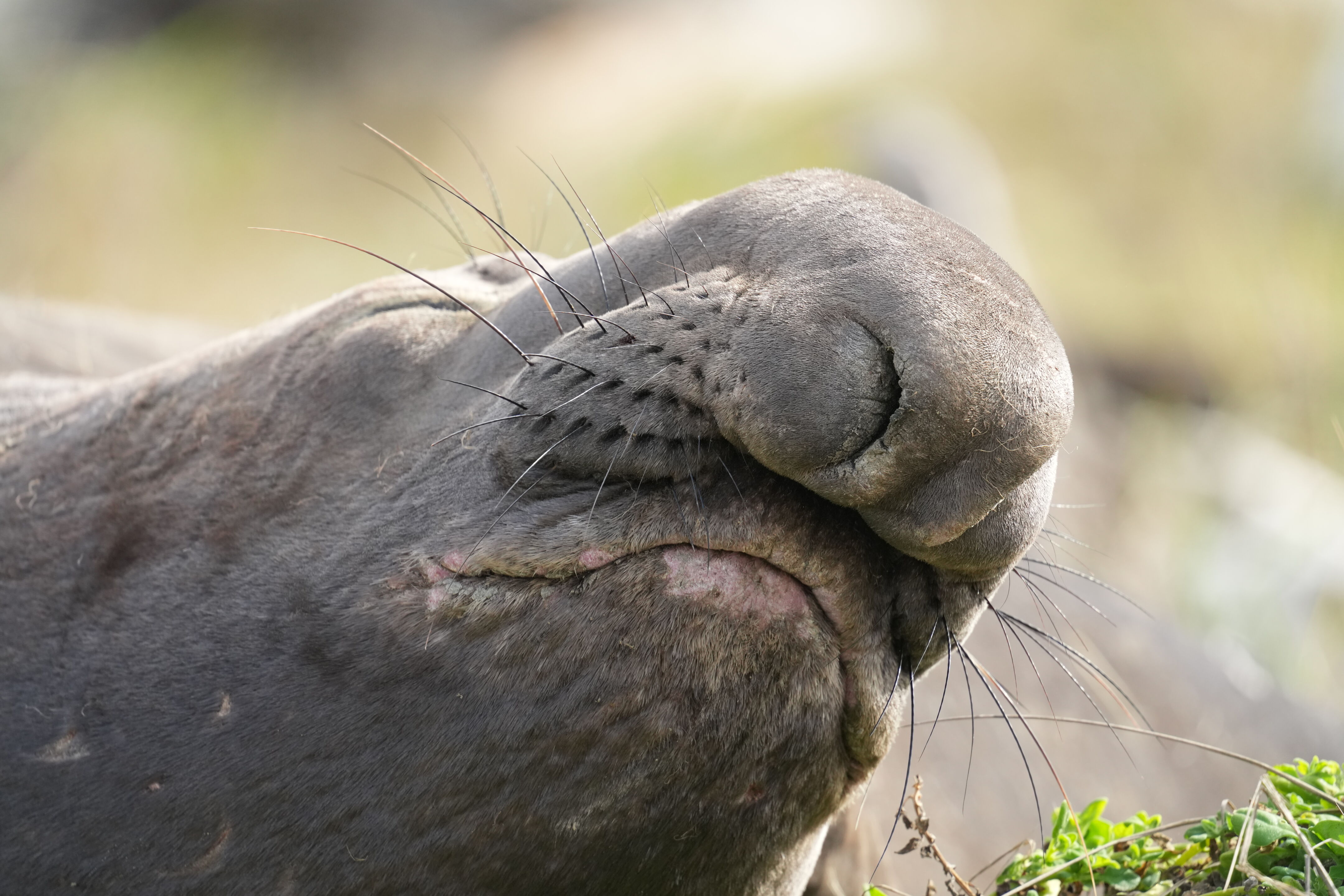 Point Reyes National Seashore - Drakes Beach