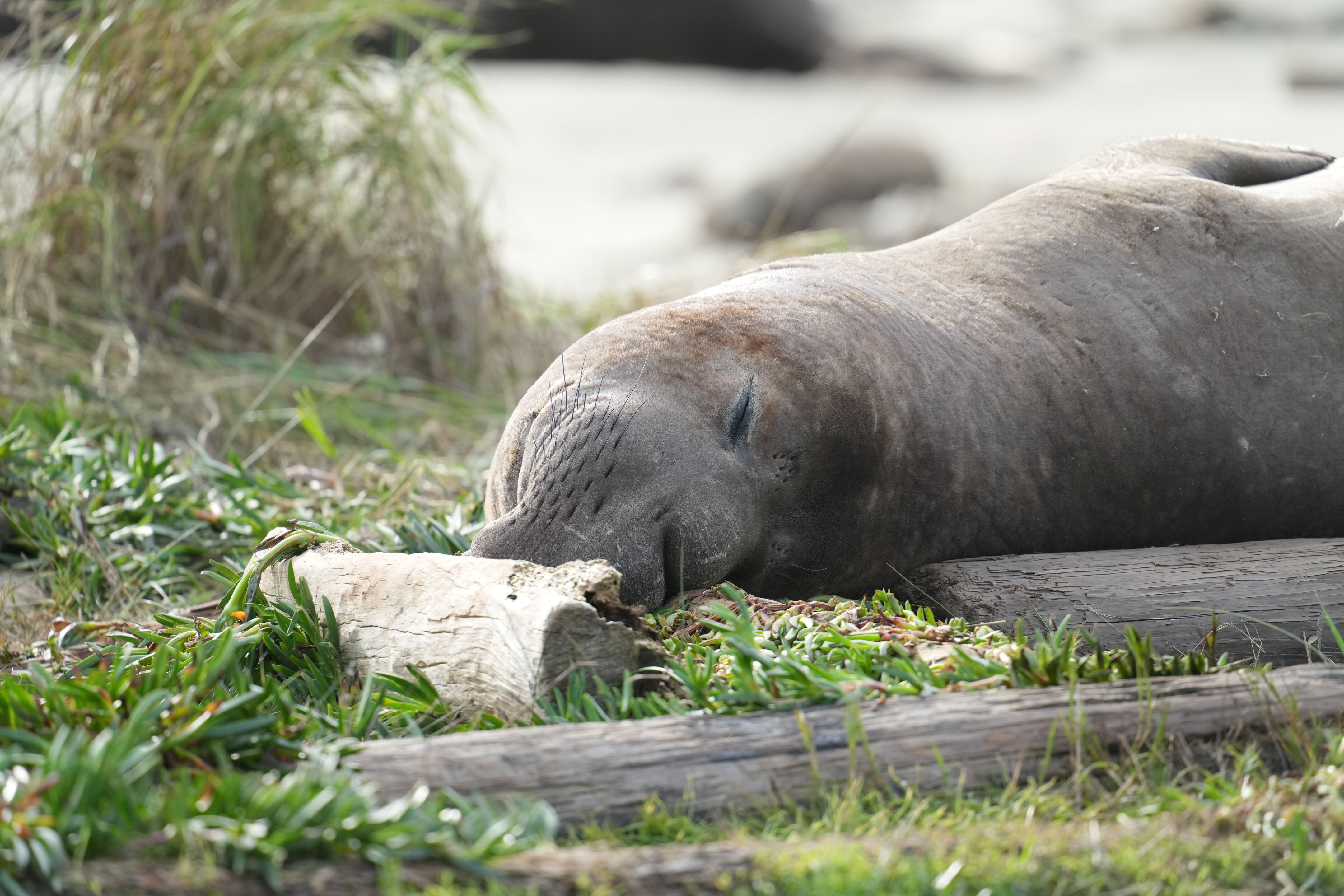 Point Reyes National Seashore - Drakes Beach