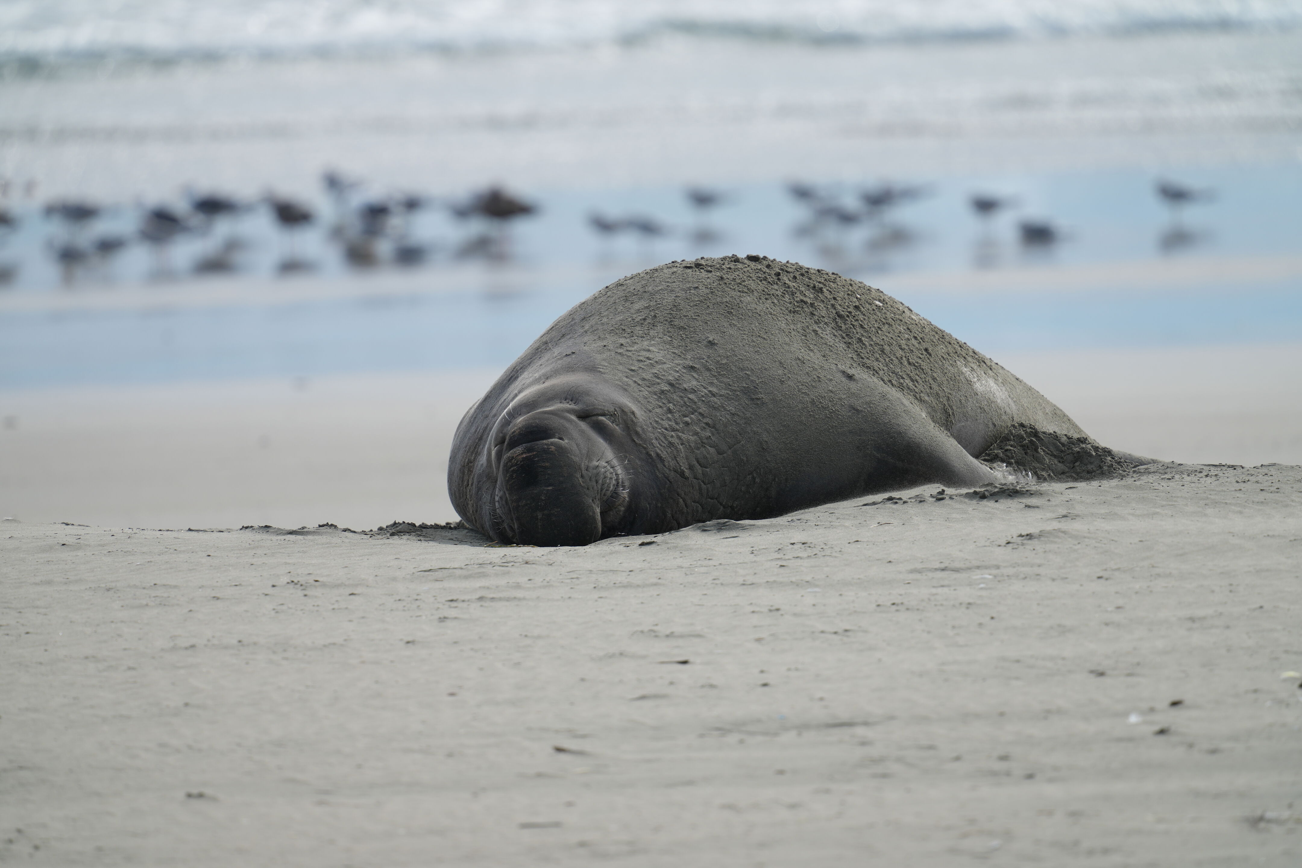 Point Reyes National Seashore - Drakes Beach