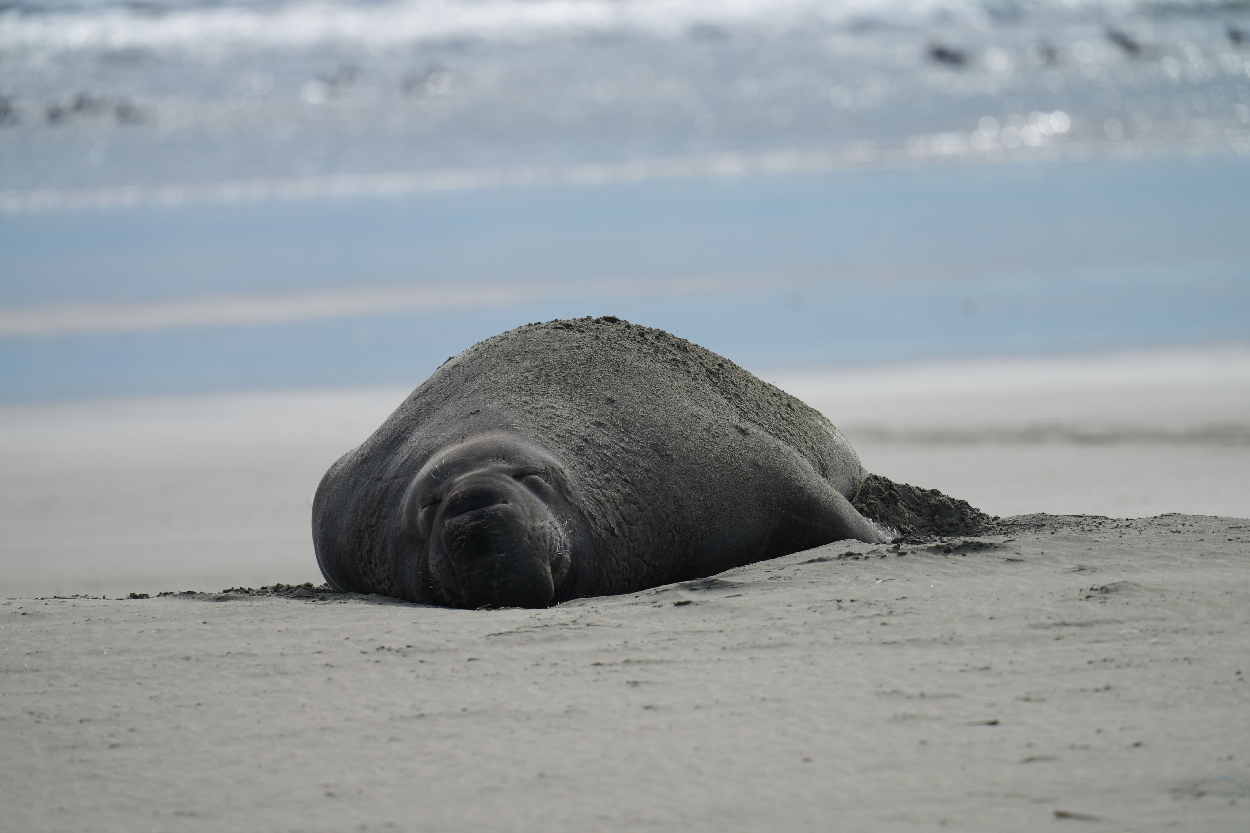 Point Reyes National Seashore - Drakes Beach