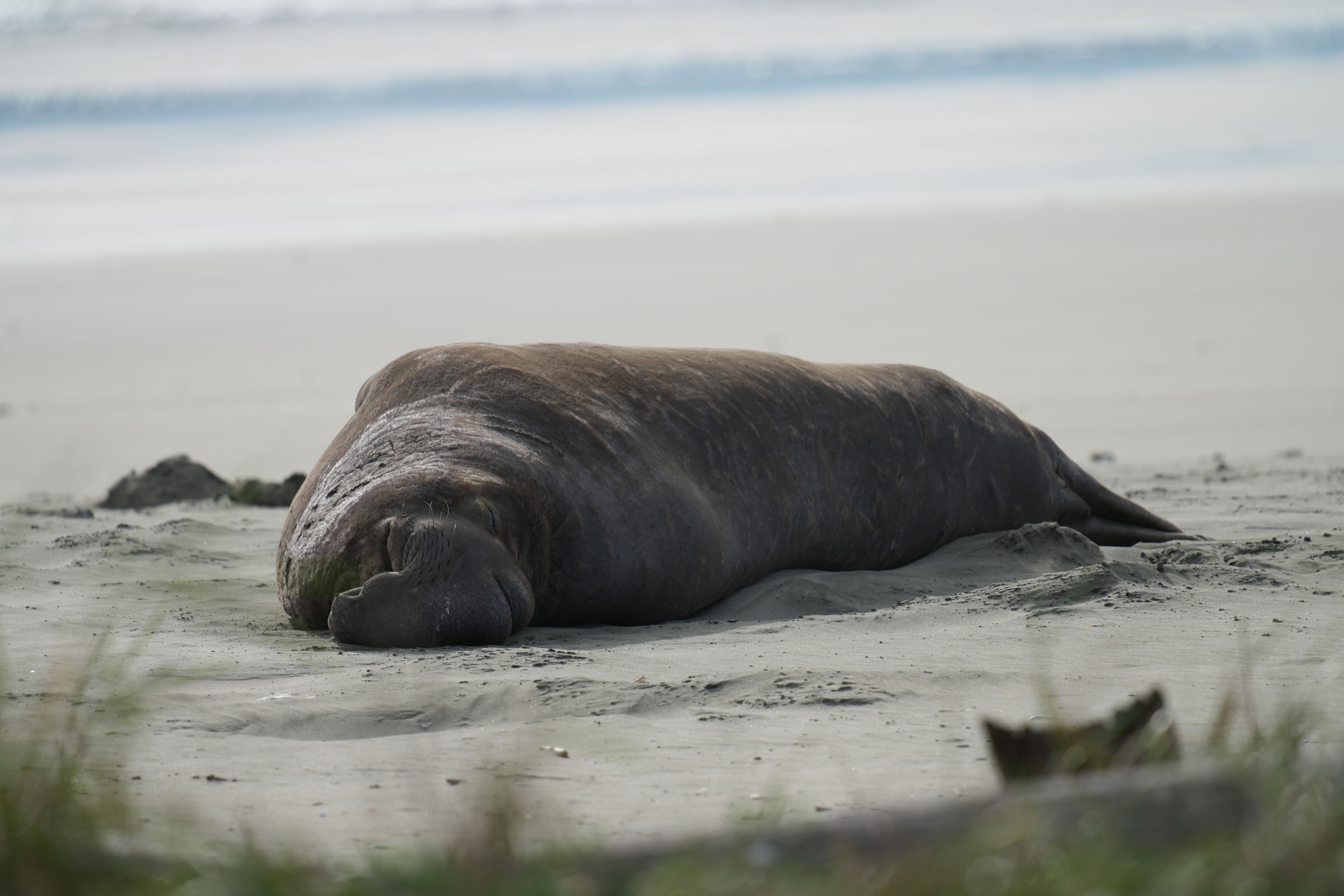 Point Reyes National Seashore - Drakes Beach