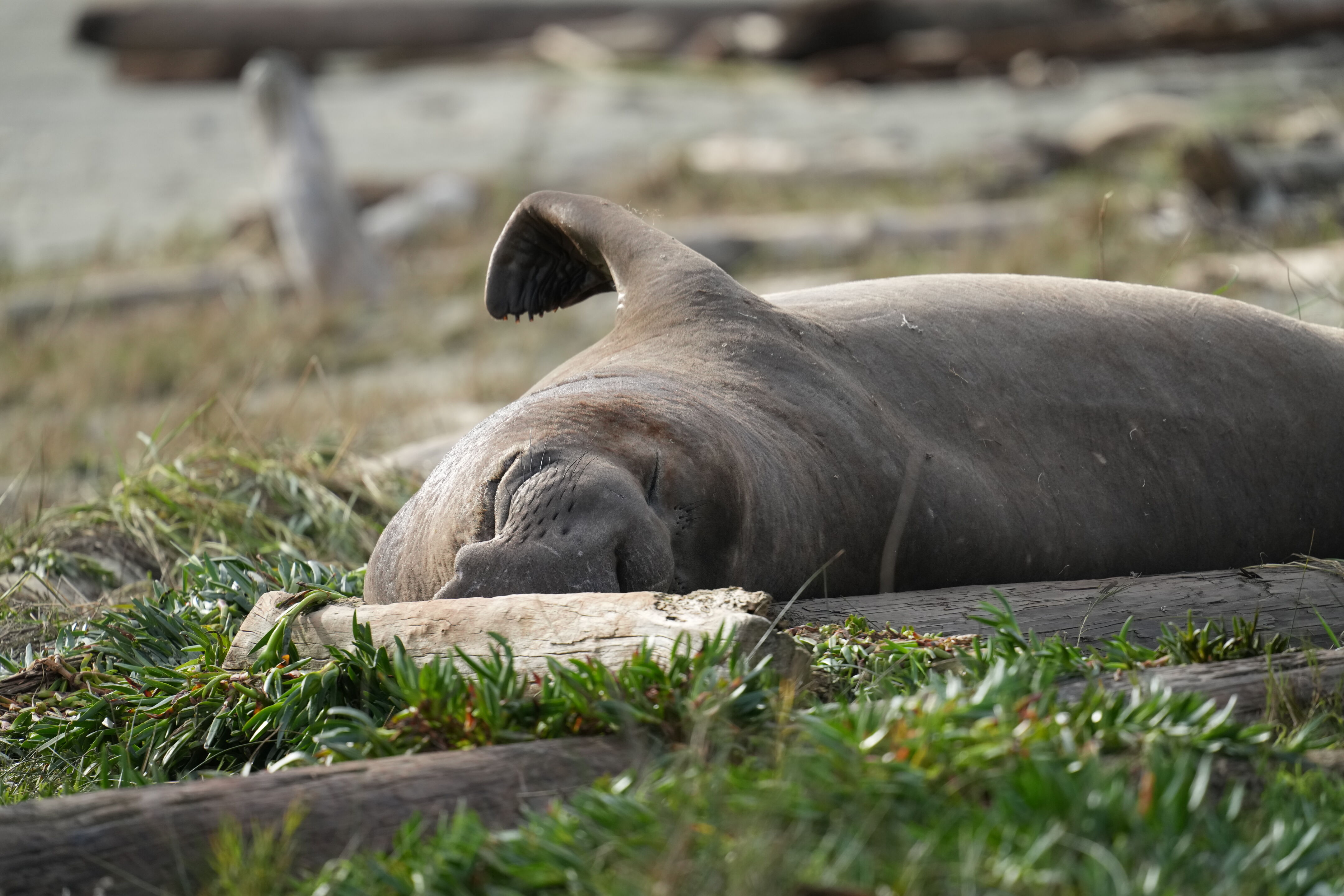 Point Reyes National Seashore - Drakes Beach