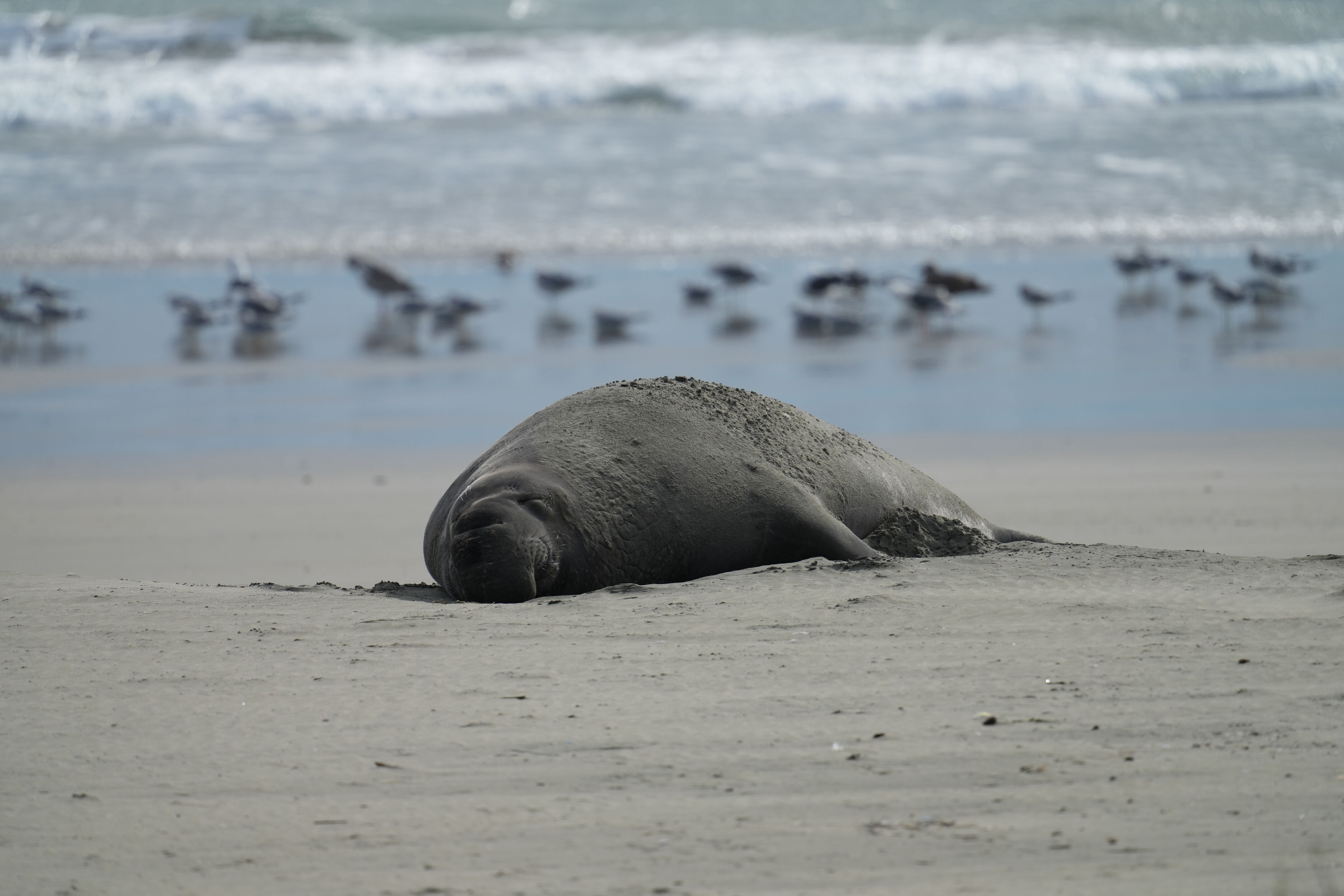 Point Reyes National Seashore - Drakes Beach