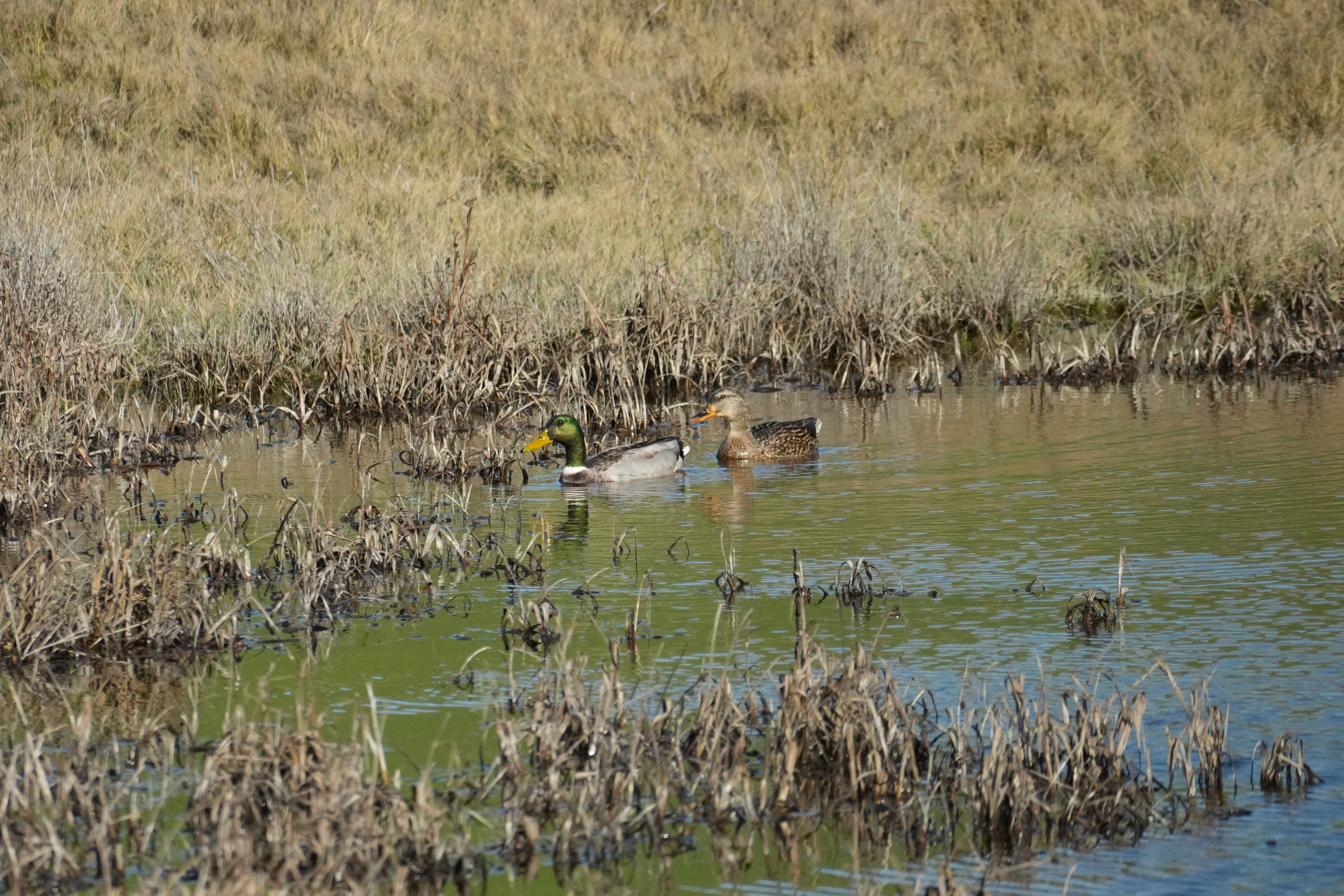 Brushy Peak Regional Preserve