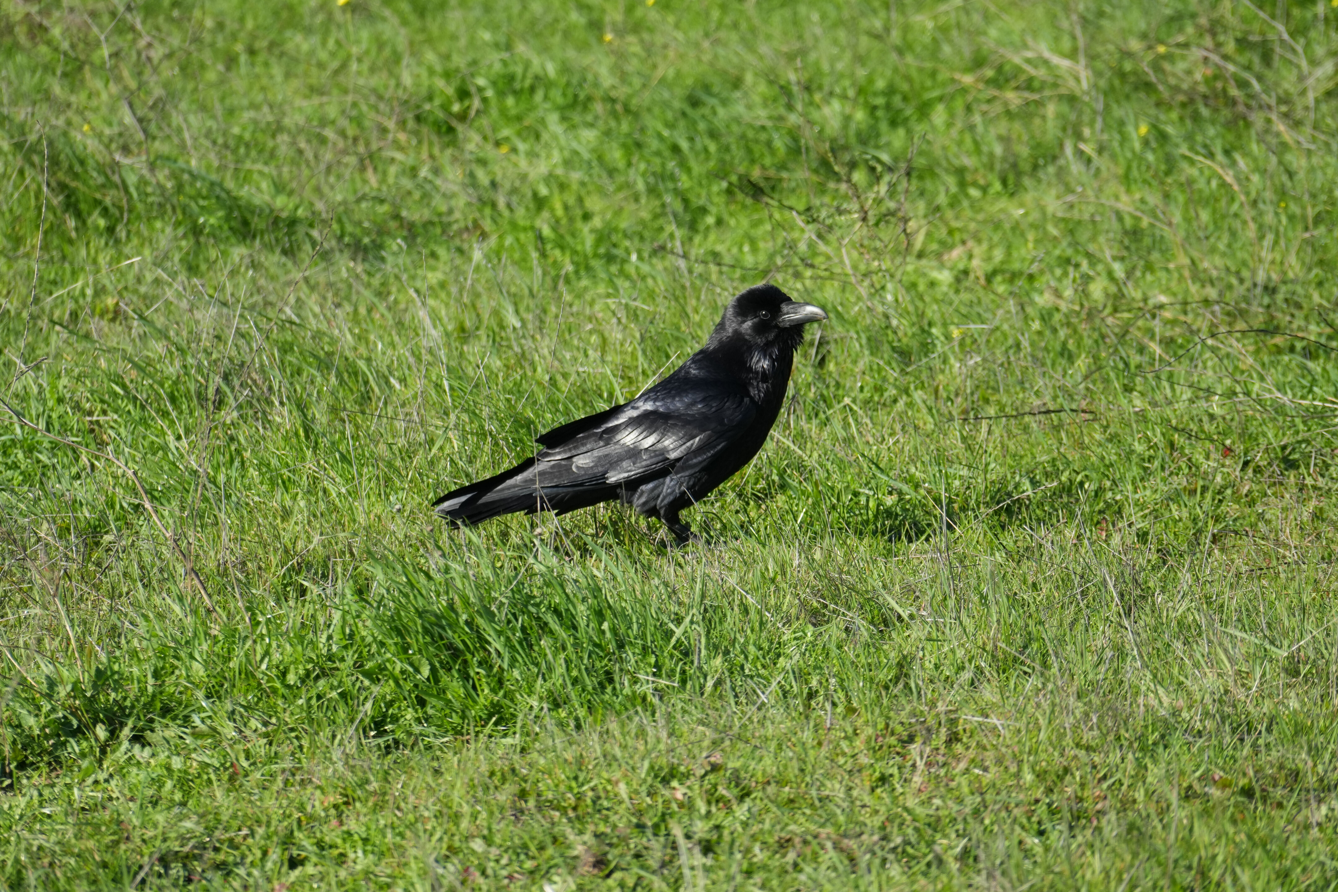 Brushy Peak Regional Preserve