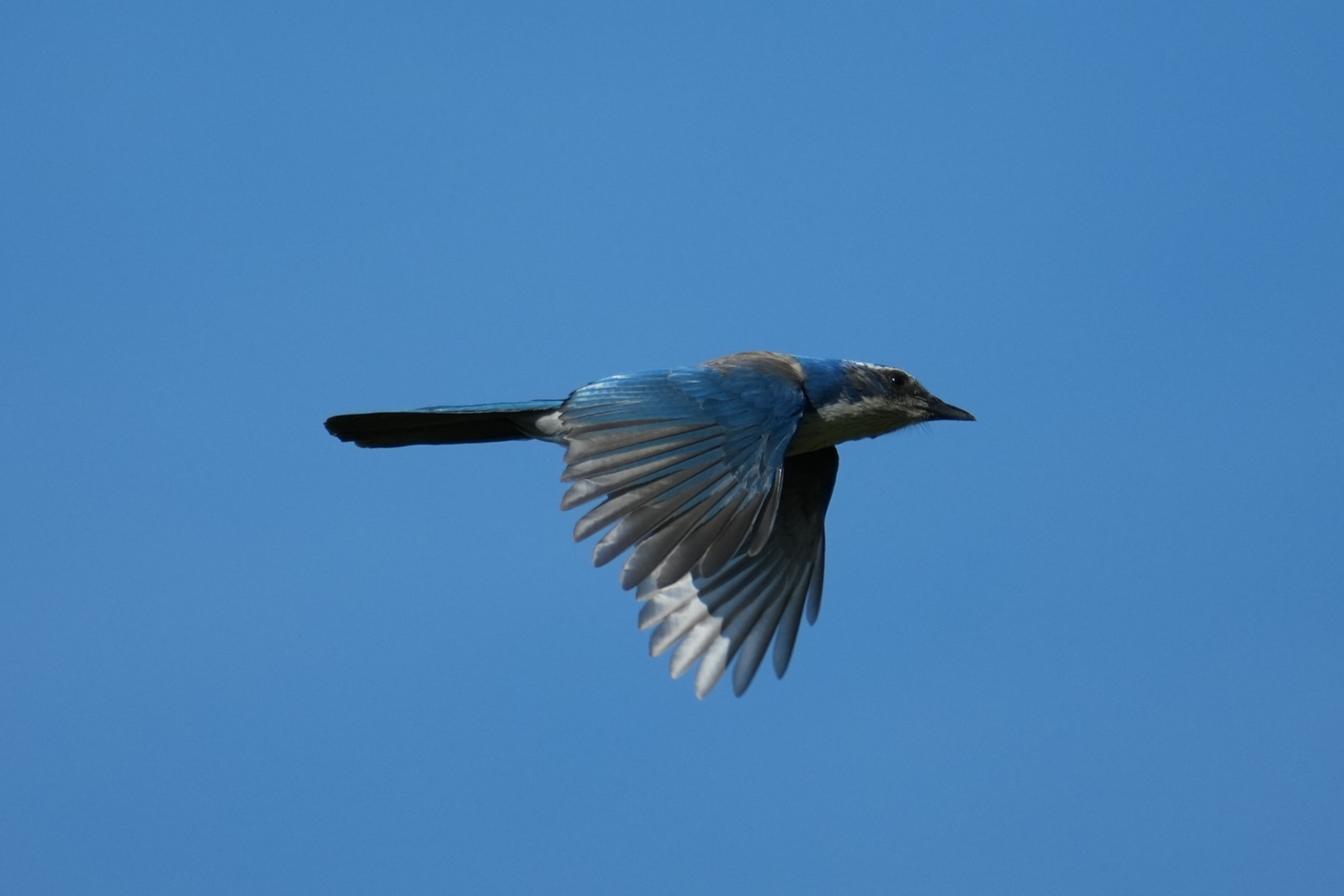 Brushy Peak Regional Preserve