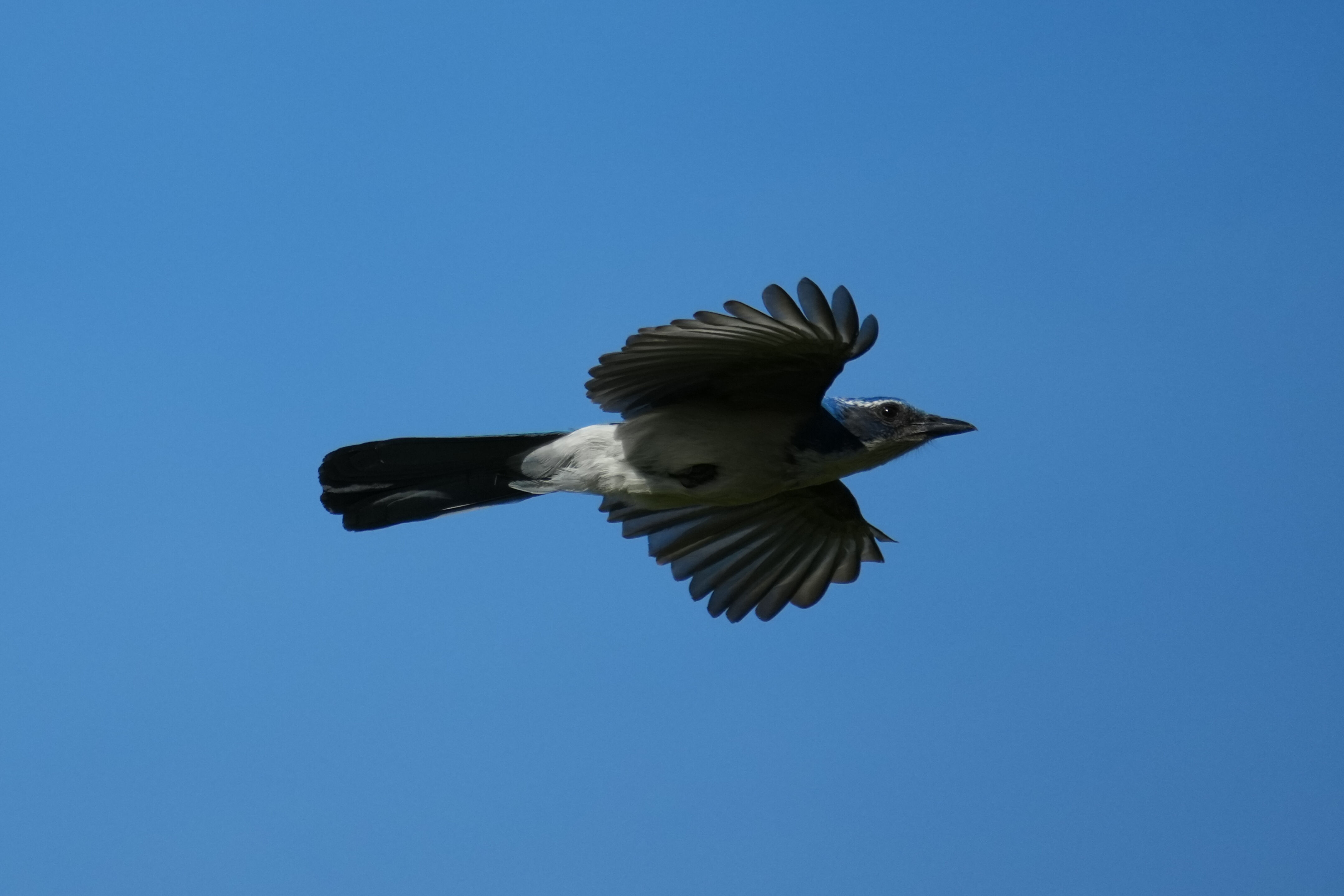 Brushy Peak Regional Preserve