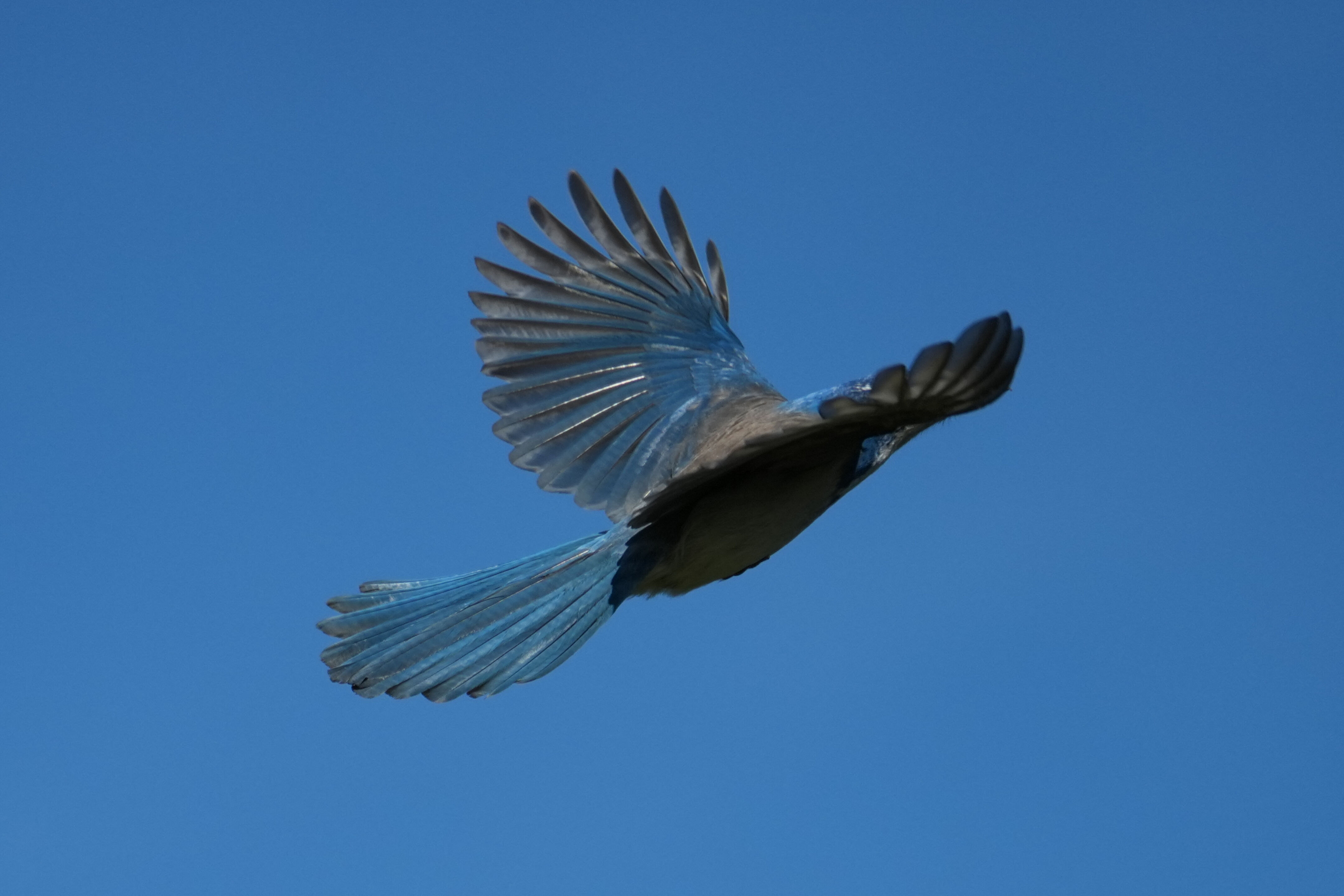 Brushy Peak Regional Preserve