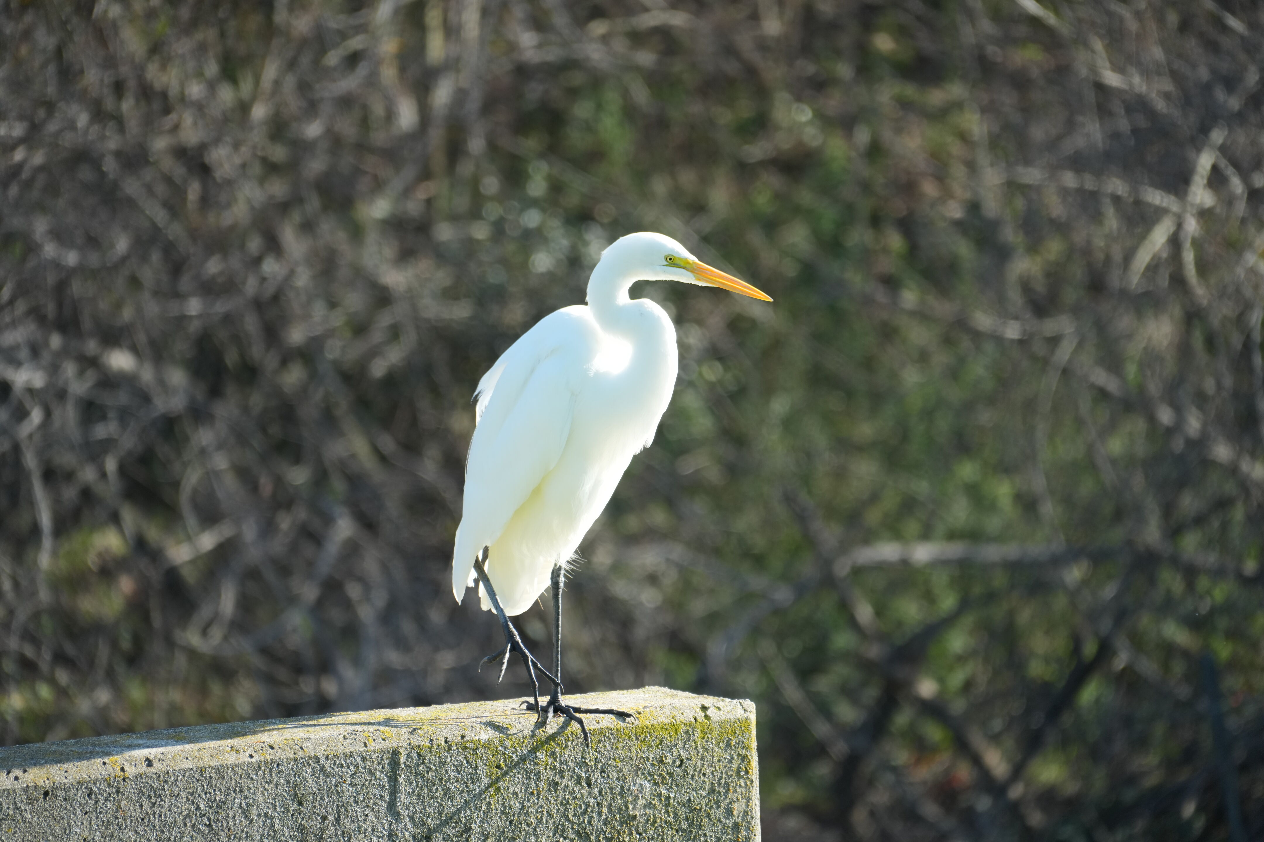 Don Castro Regional Recreation Area
