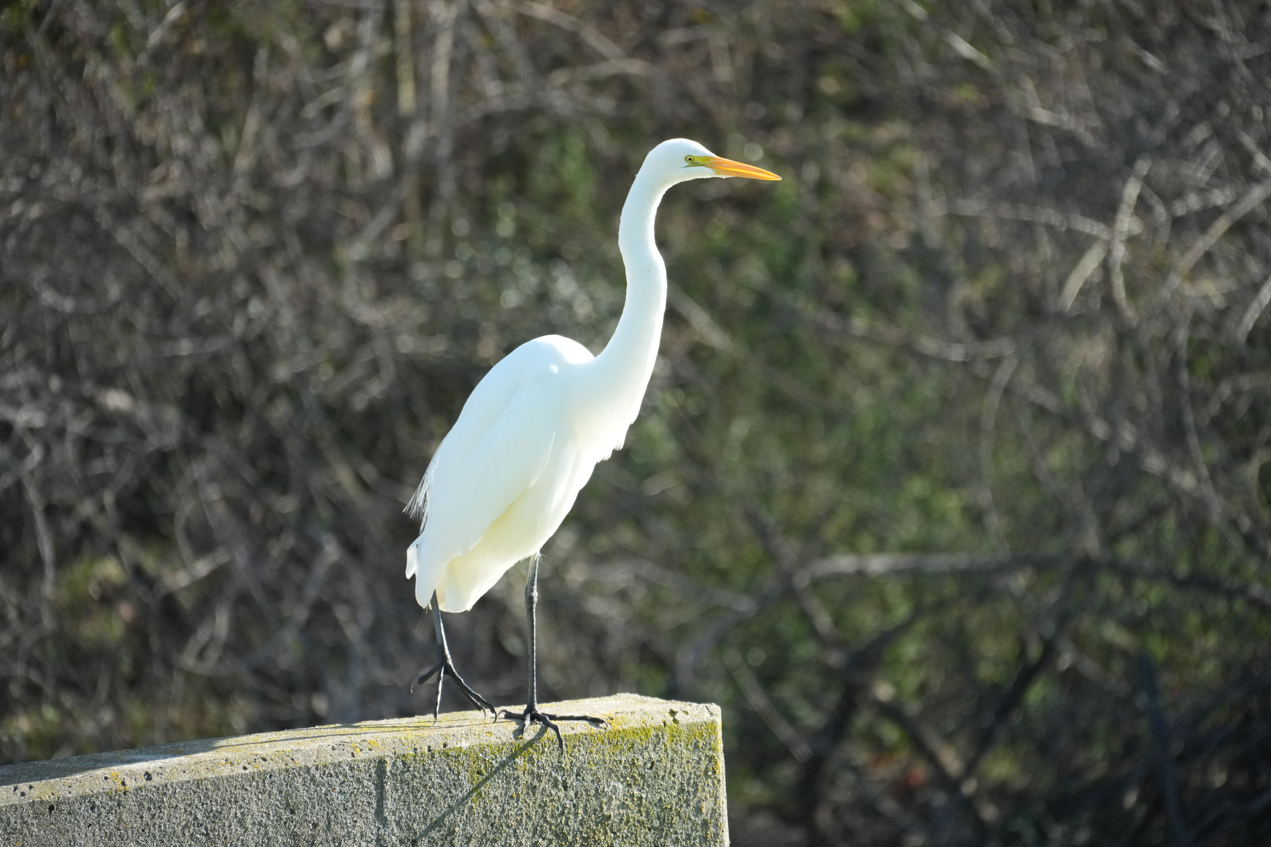 Don Castro Regional Recreation Area