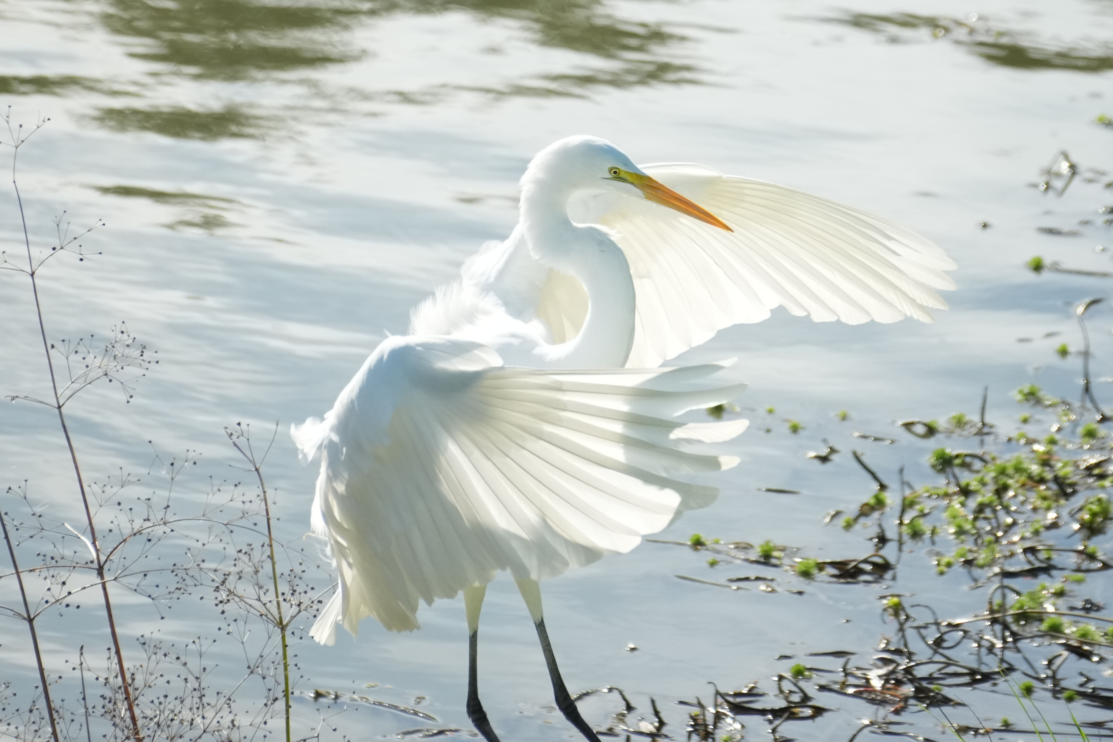 Don Castro Regional Recreation Area