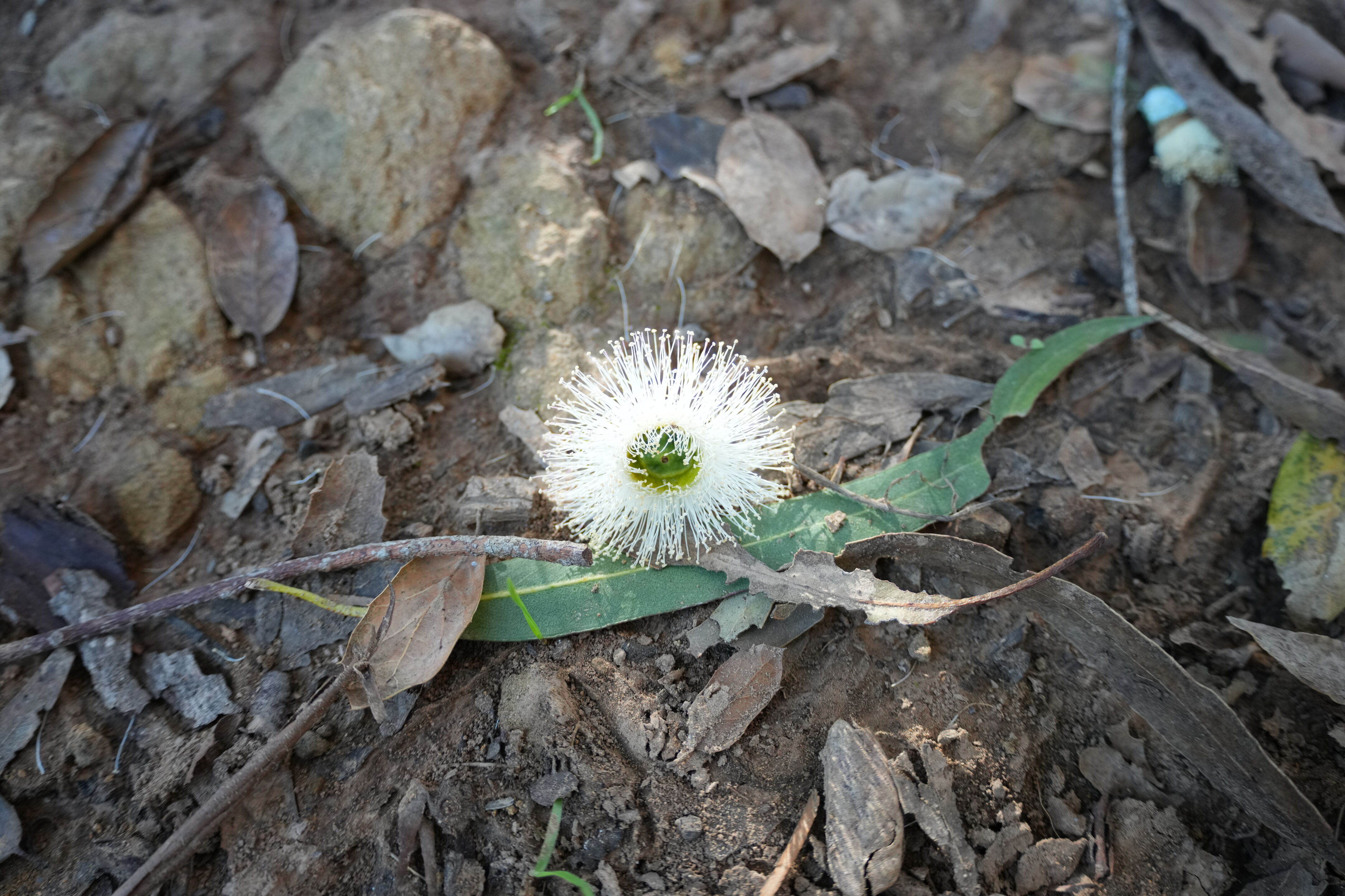 Don Castro Regional Recreation Area
