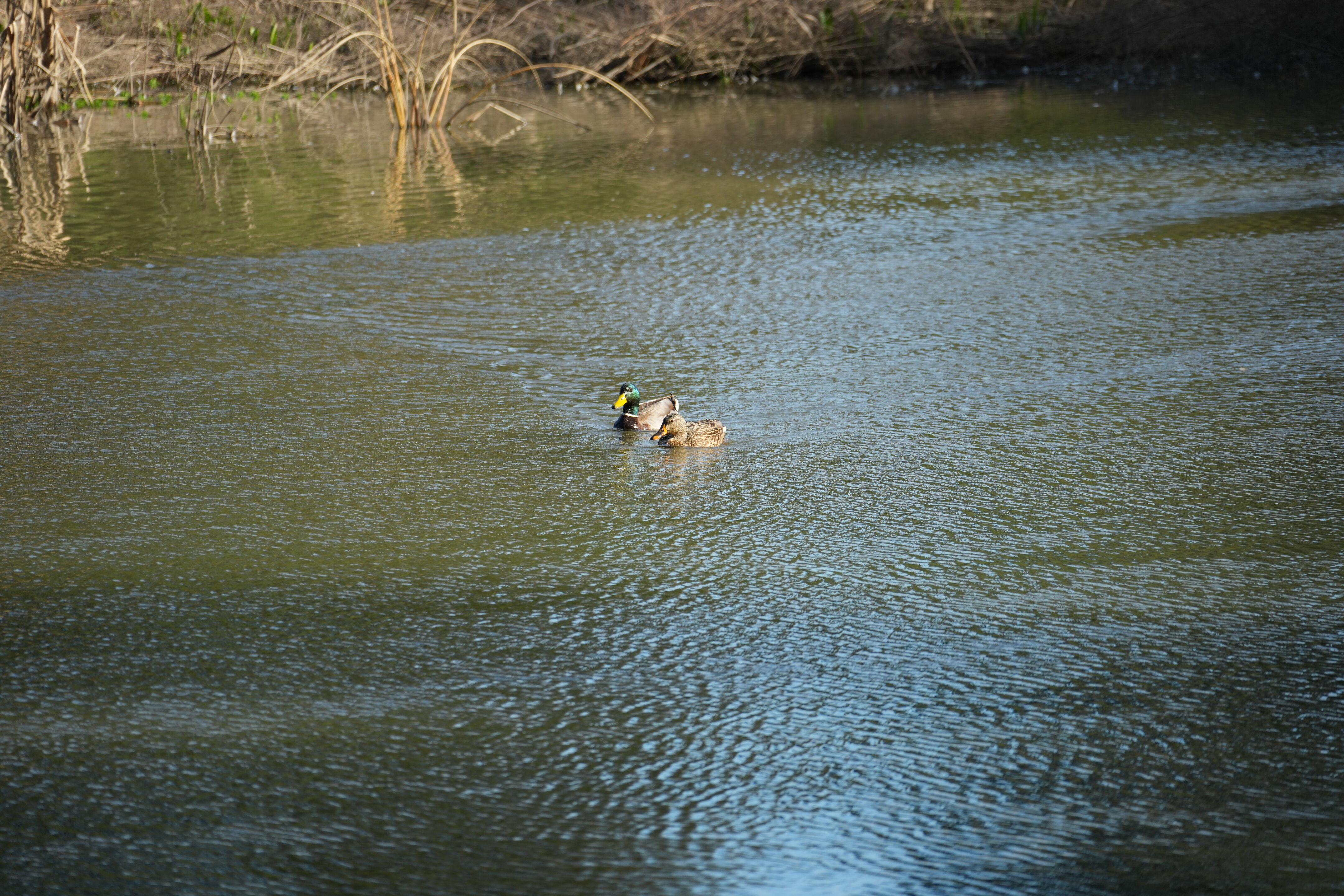 Don Castro Regional Recreation Area
